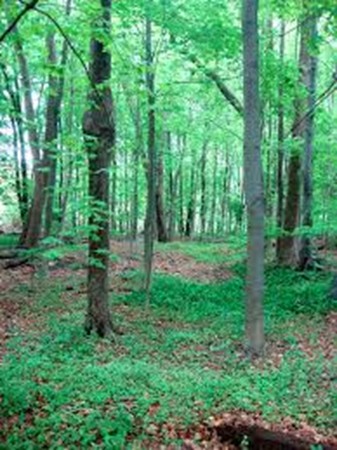 Lot 0 Old County Road Ashburnham, MA 01430 - Photo 1 of 1 Gallery Image 1