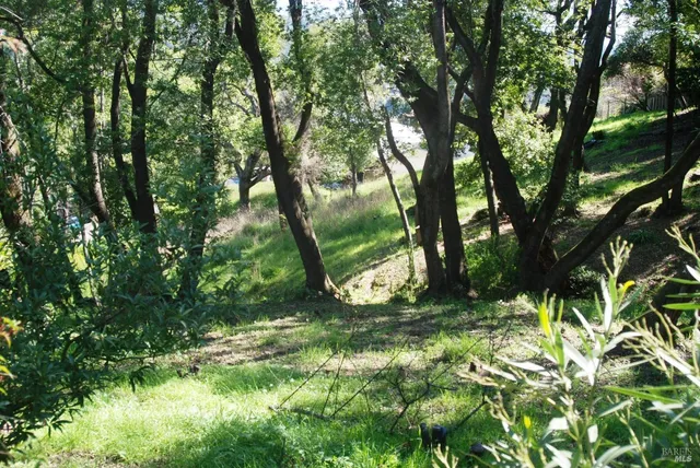 a yard with tall trees
