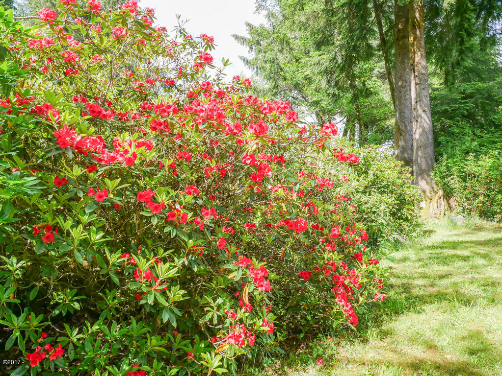 847 Hamer Road Siletz, OR 97380 - Photo 55 of 79 One of many rhodies