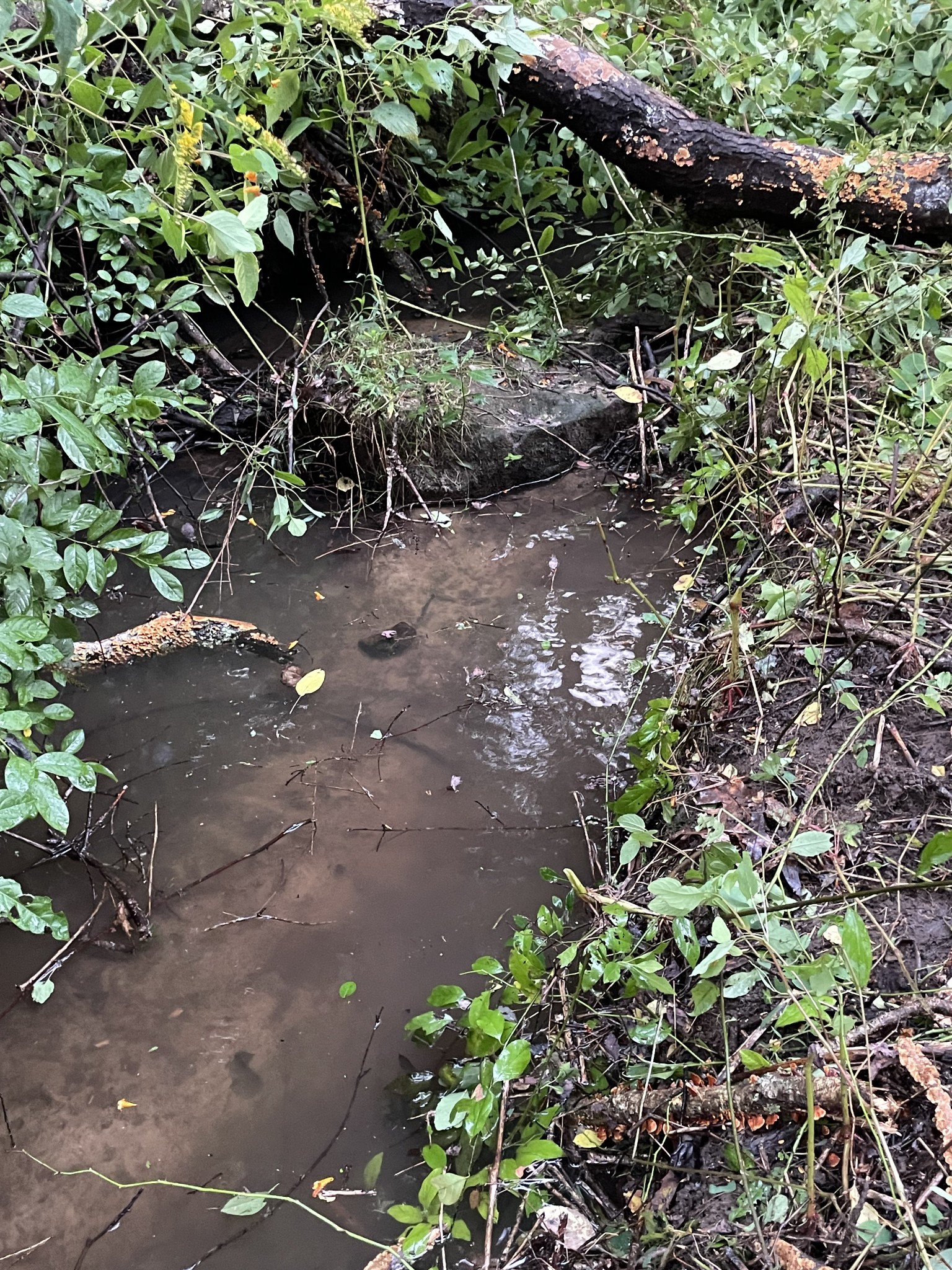 1357 Franklin Loop Clarkrange, TN 38553 - Photo 27 of 37 a backyard of a house