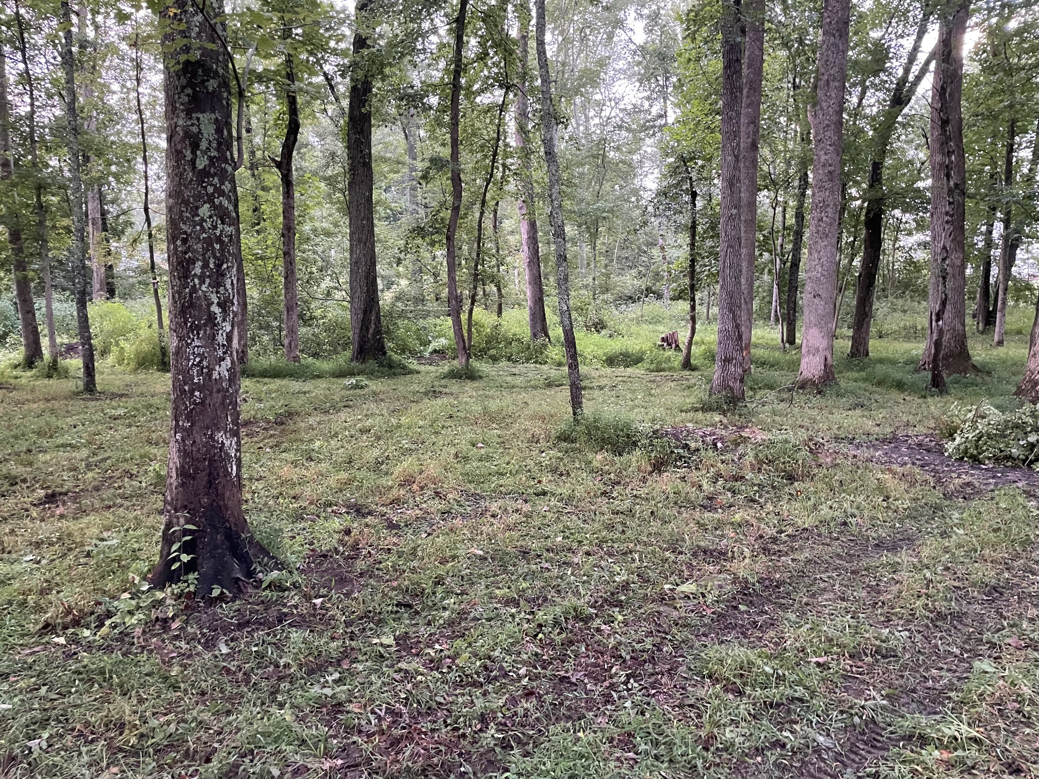1357 Franklin Loop Clarkrange, TN 38553 - Photo 29 of 37 a backyard of a house with trees and outdoor