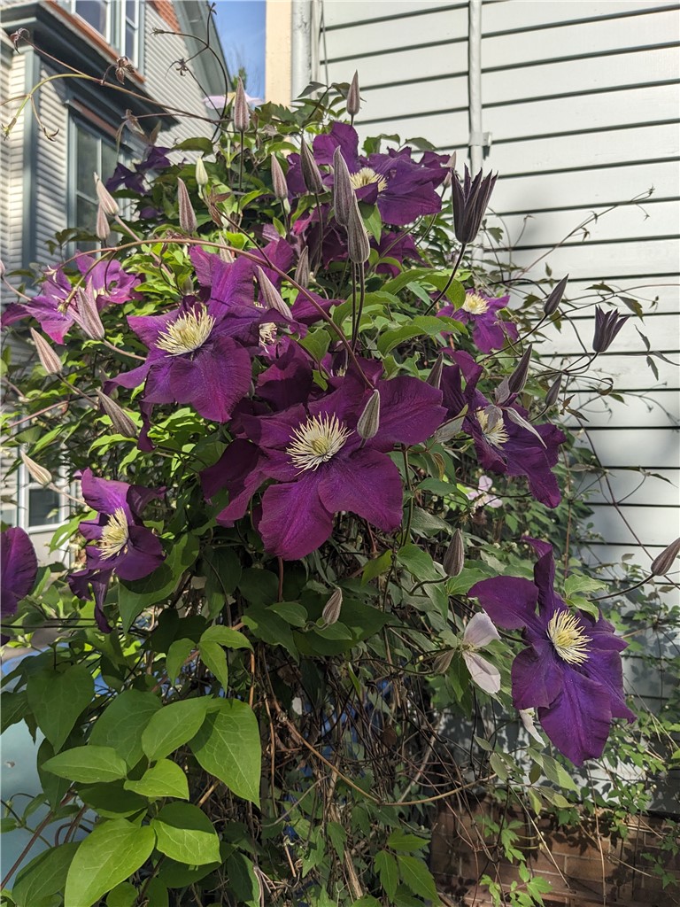 84 Dartmouth Street Rochester, NY 14607 - Photo 47 of 50 Gallery Image 47