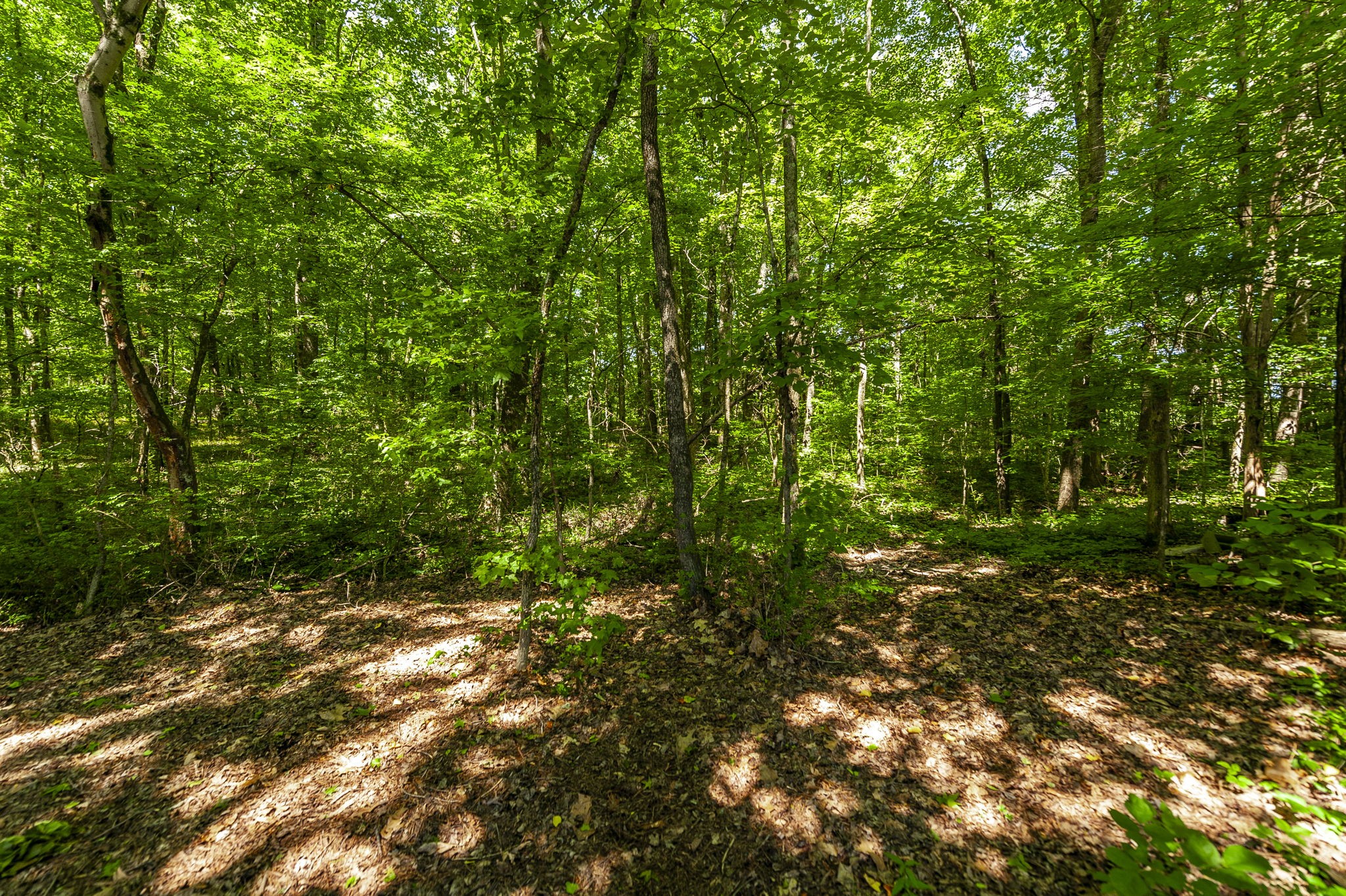 1956 Lake Road Greenbrier, TN 37073 - Photo 60 of 70 a view of a lush green forest