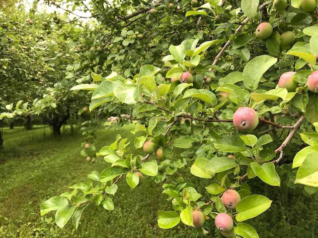 0 Parsonsfield Road Limerick, ME 04048 - Photo 13 of 38 IMG_5892