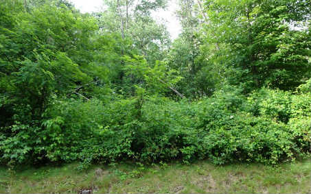 35 Center Ridge Road Jeffersonville, GA 31044 - Photo 1 of 1 a view of a lush green forest