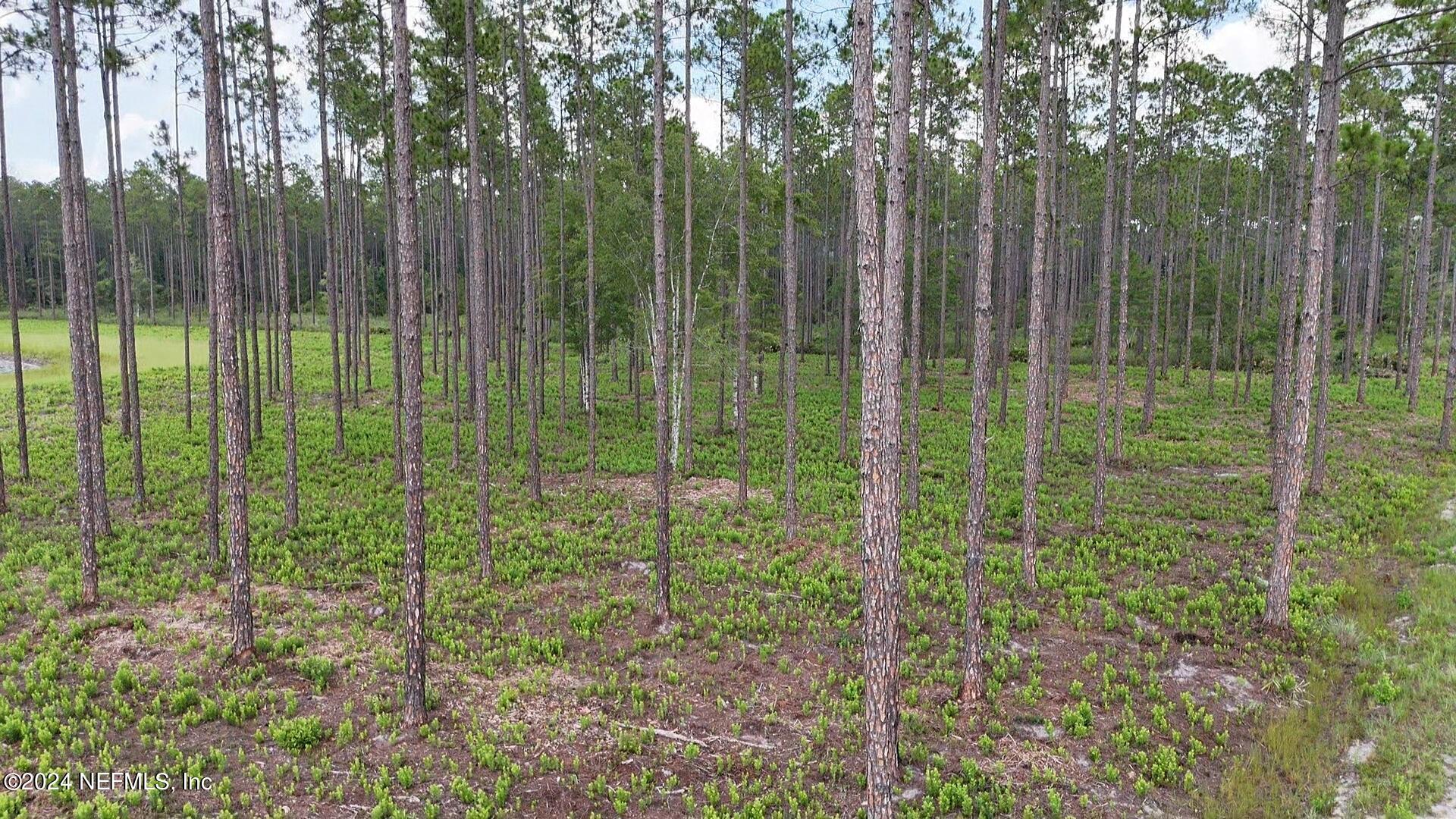 Lot 3 Us Highway Jacksonville, FL 32234 - Photo 6 of 8 a view of forest