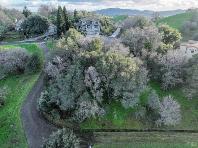 a plant with lots of plants and trees