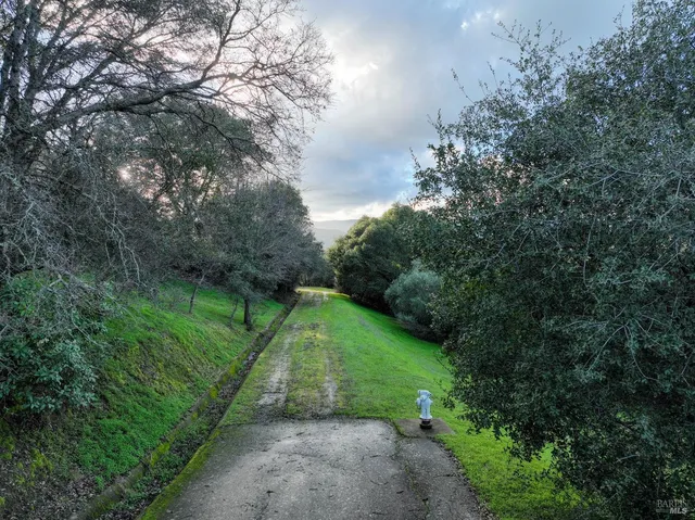 a view of a lush green forest with lots of trees