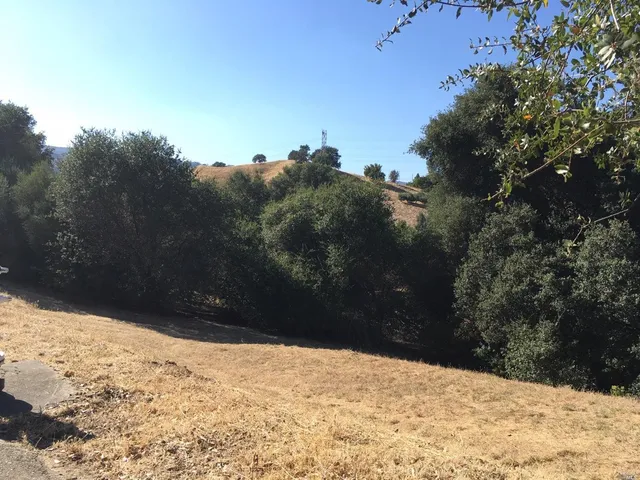 a view of a large tree
