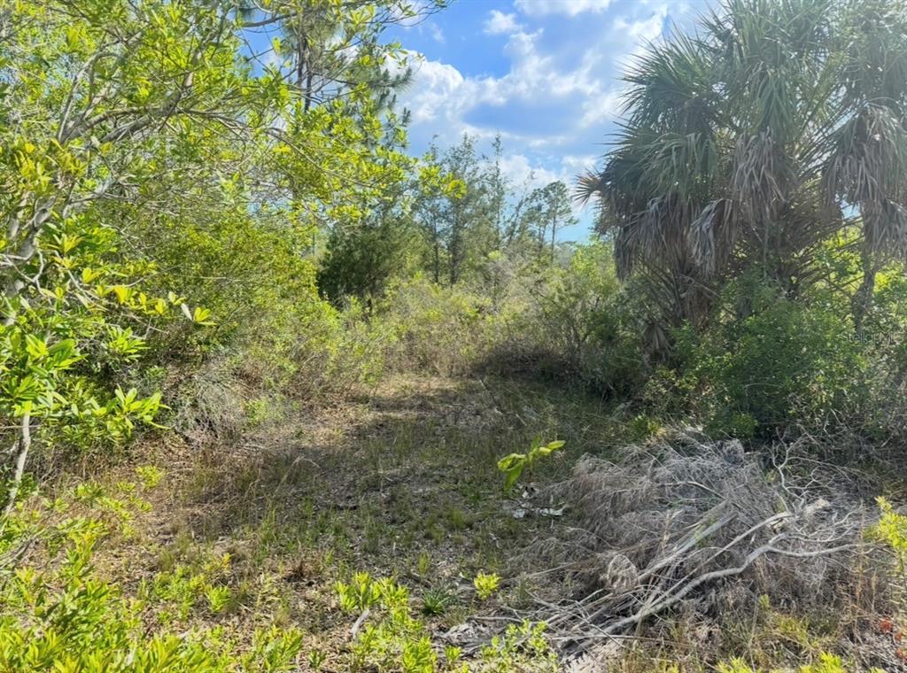 18455 Quiet Road Weeki Wachee, FL 34614 - Photo 7 of 9 a view of a yard