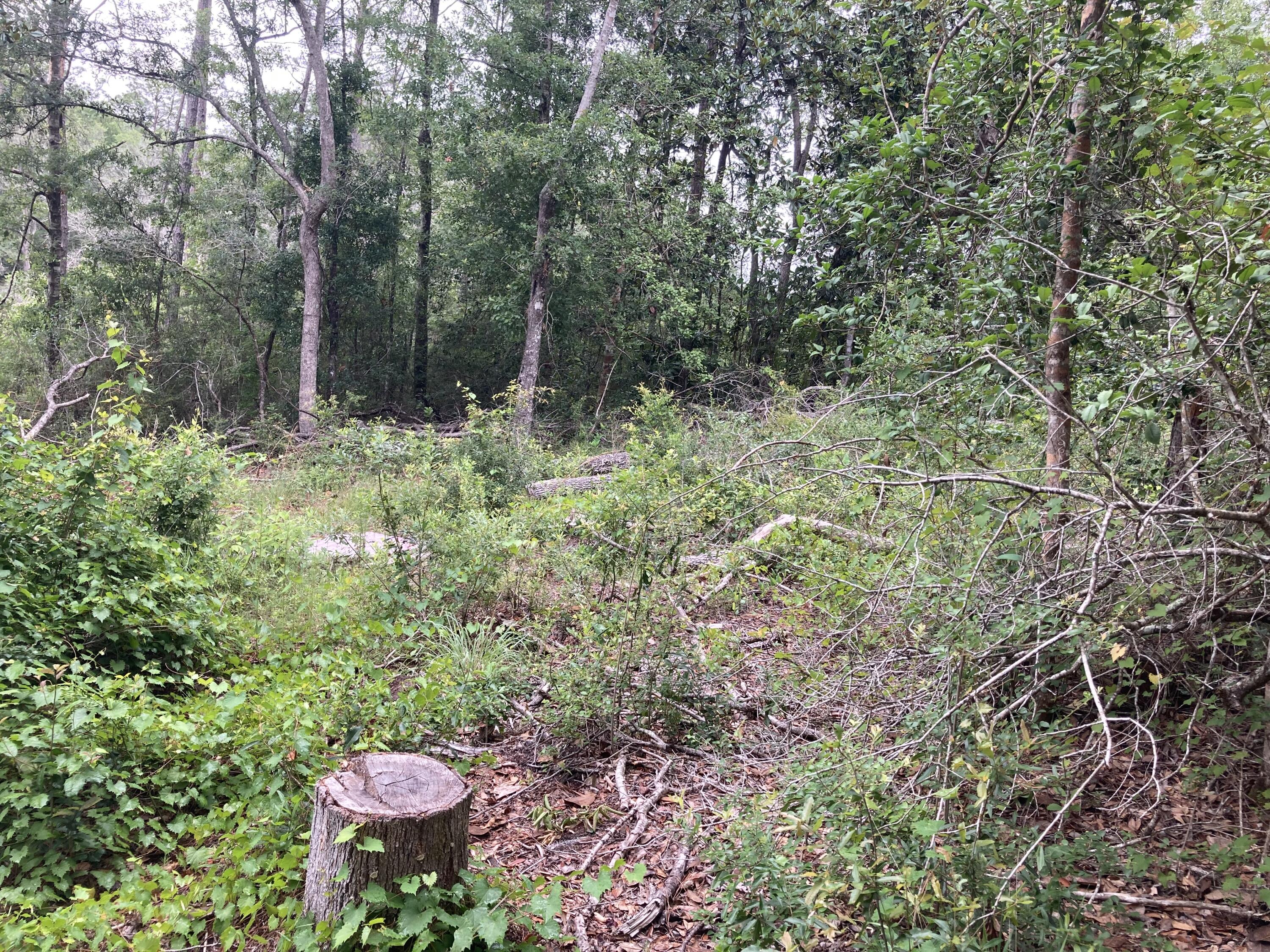 Tbd Payne Lake Road Chipley, FL 32428 - Photo 12 of 20 a view of a garden with trees