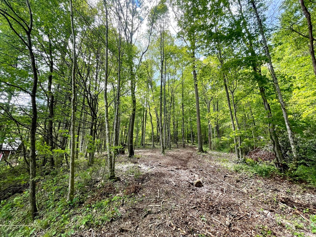369 Old Colvard Road Robbinsville, NC 28771 - Photo 10 of 46 Gallery Image 10