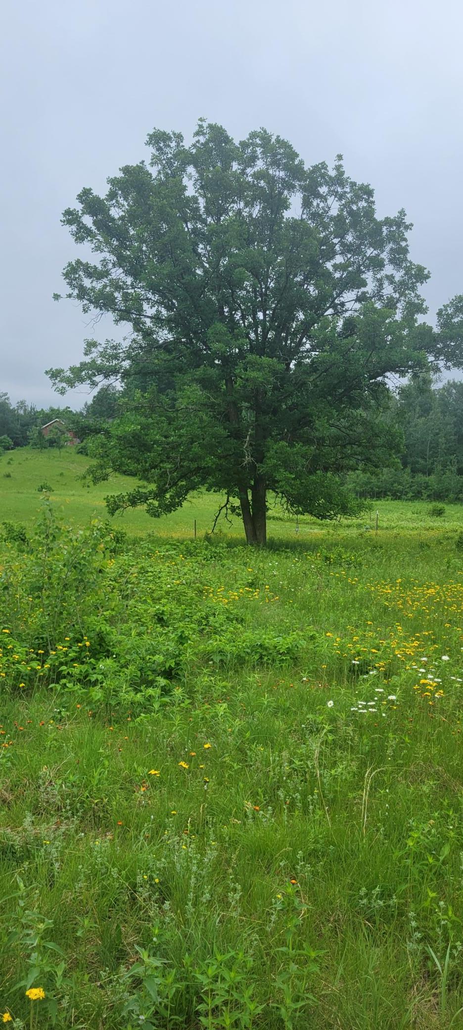 11116 Blackberry Road Trego, WI 54888 - Photo 7 of 20