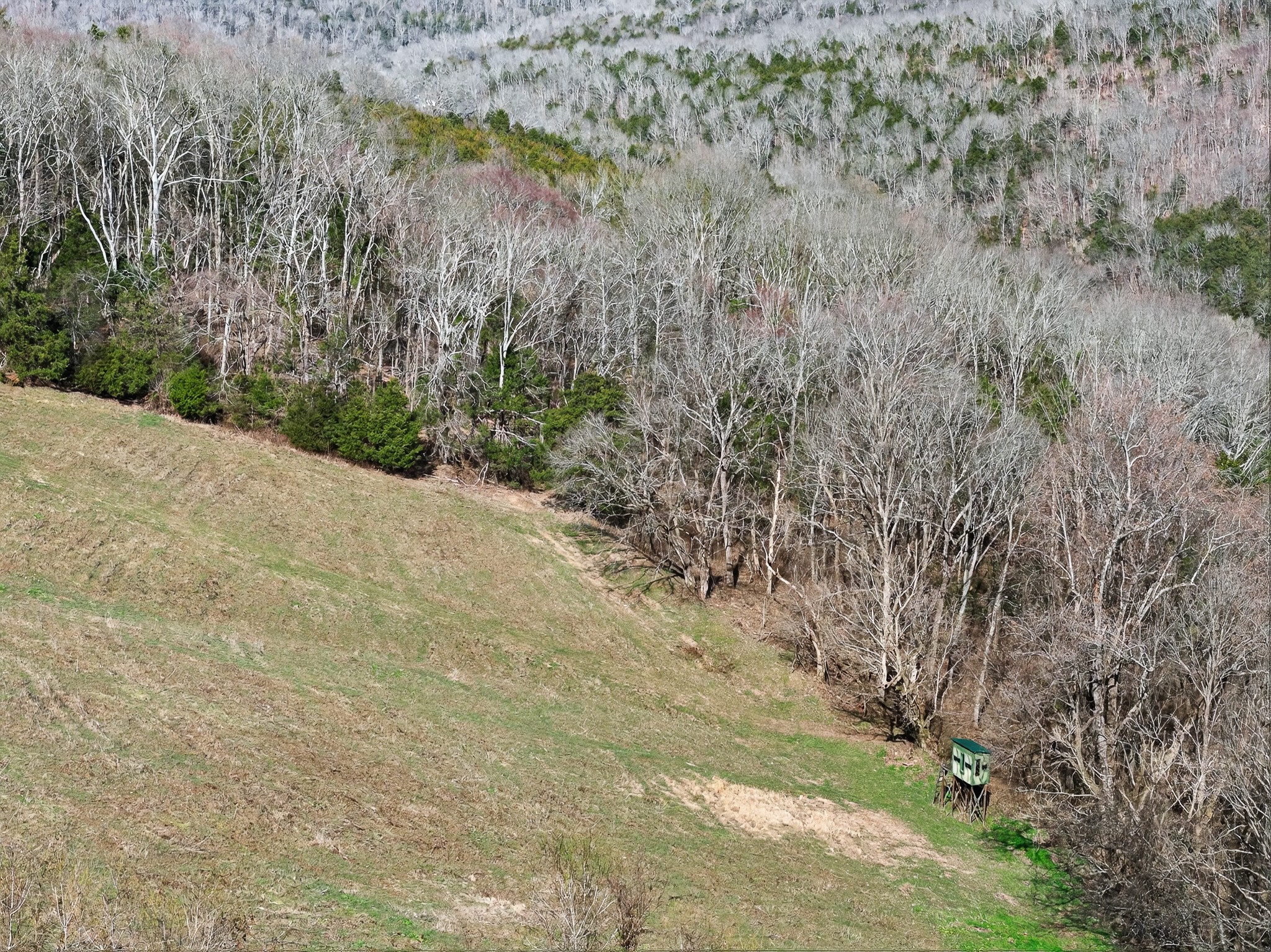 1700 Hannah Branch Road Liberty, TN 37095 - Photo 41 of 59 a view of a yard with a tree