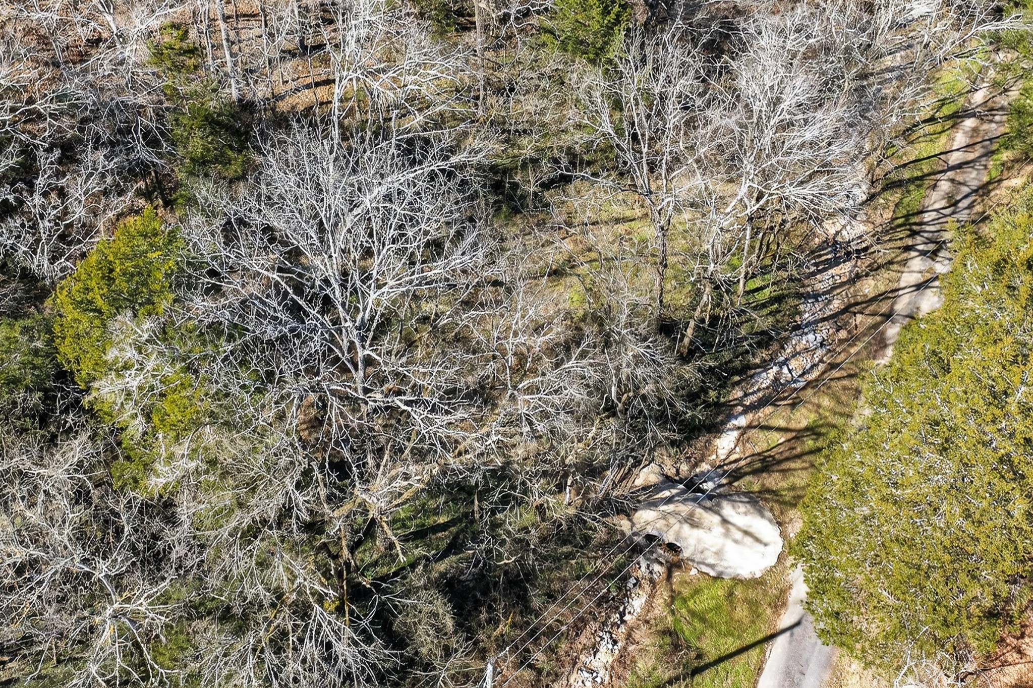 1700 Hannah Branch Road Liberty, TN 37095 - Photo 56 of 59 a view of a tree