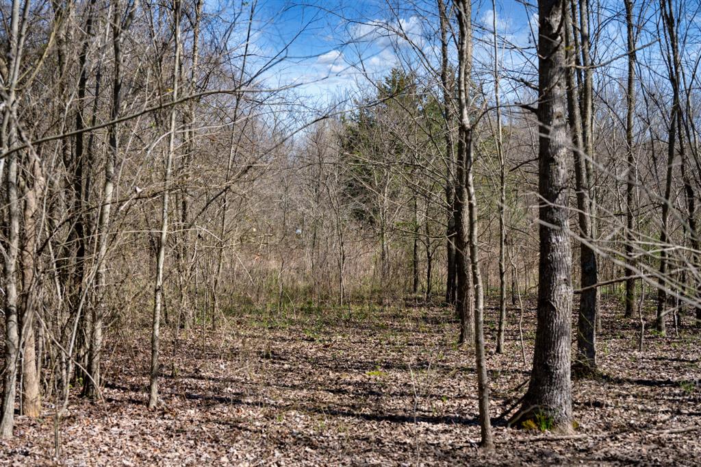 800 County Road 2390 Pickton, TX 75471 - Photo 14 of 23 a view of a yard