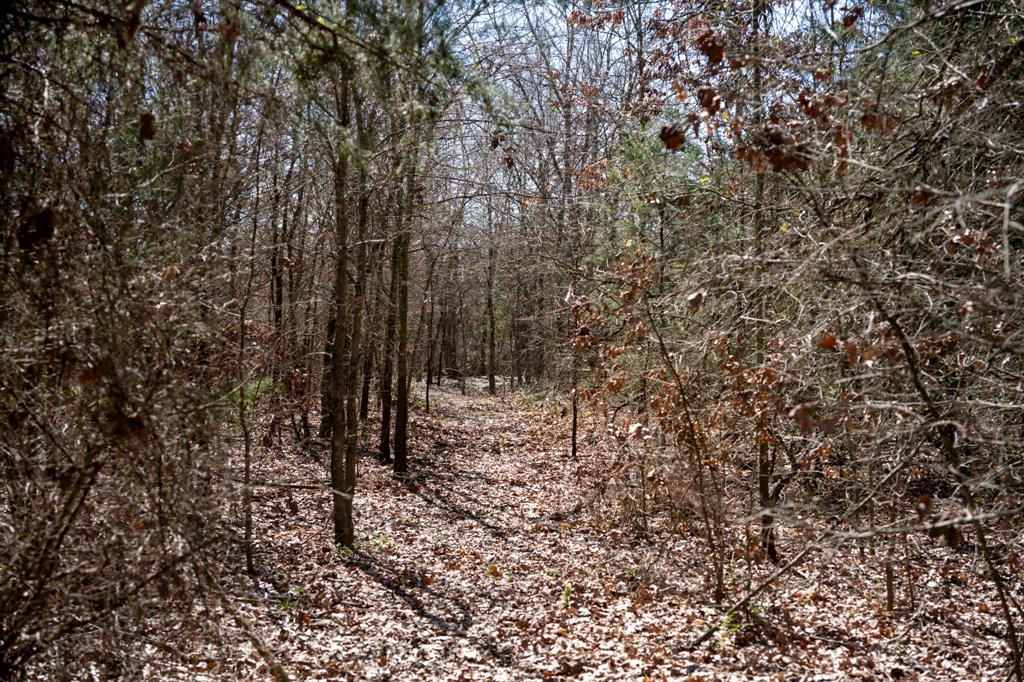 800 County Road 2390 Pickton, TX 75471 - Photo 19 of 23 a view of a forest that has a tree
