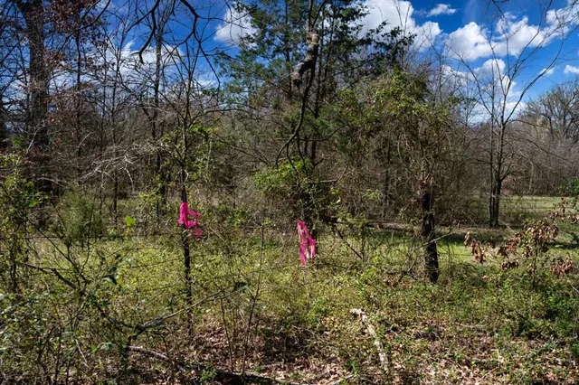 a close up of a tree in a yard
