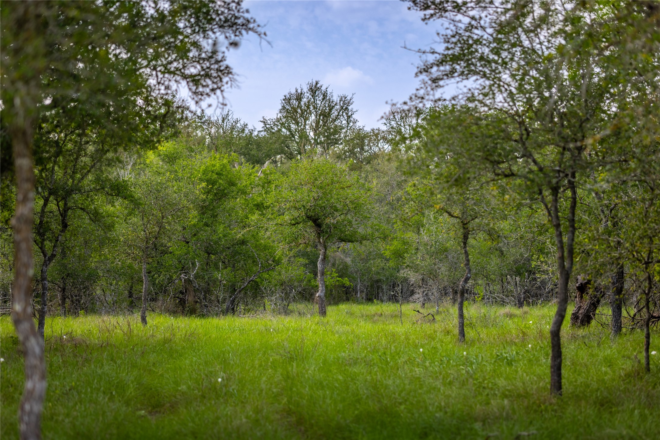 4082 Old Colony Line Road Lockhart, TX 78644 - Photo 23 of 40 An untouched natural landscape, featuring verdant trees and an expansive green meadow.