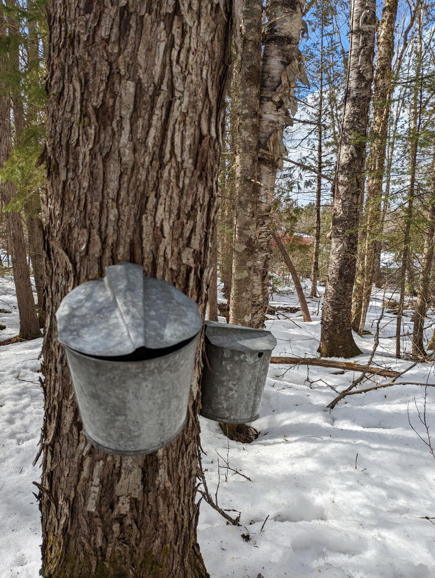 252 Ox Cove Road Pembroke, ME 04666 - Photo 18 of 73 6396217058738675956