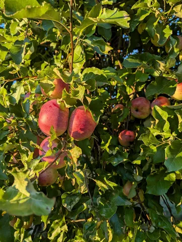 $279,000 | 252 Ox Cove Road, Pembroke, ME 04666