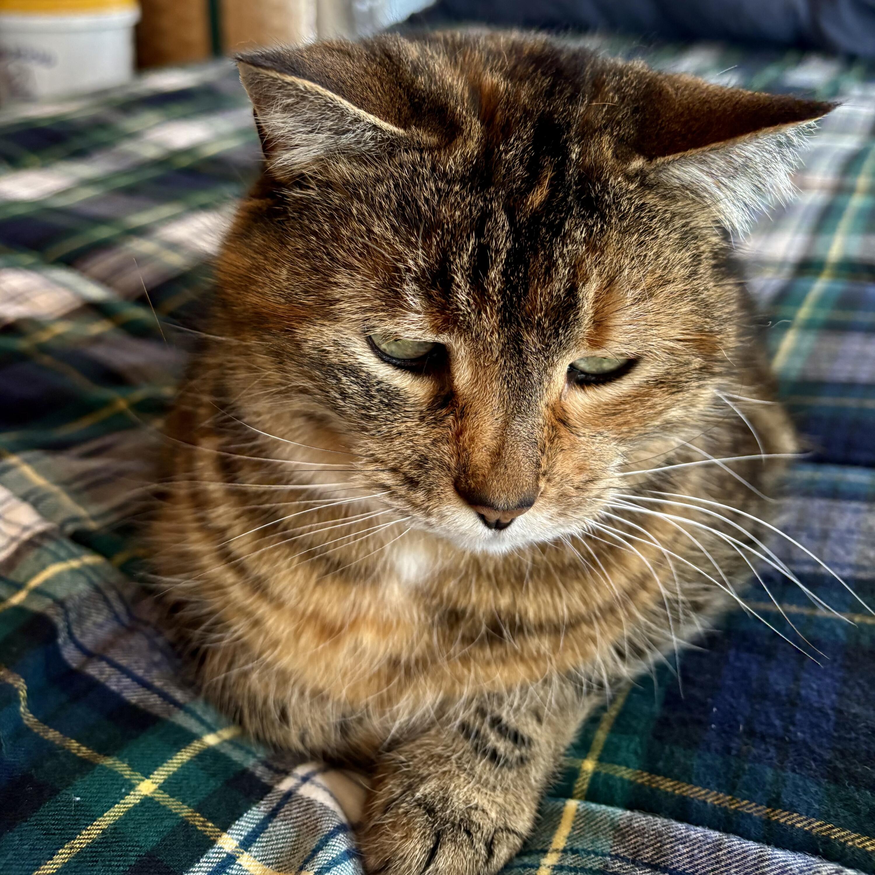 252 Ox Cove Road Pembroke, ME 04666 - Photo 27 of 73 IMG_1120