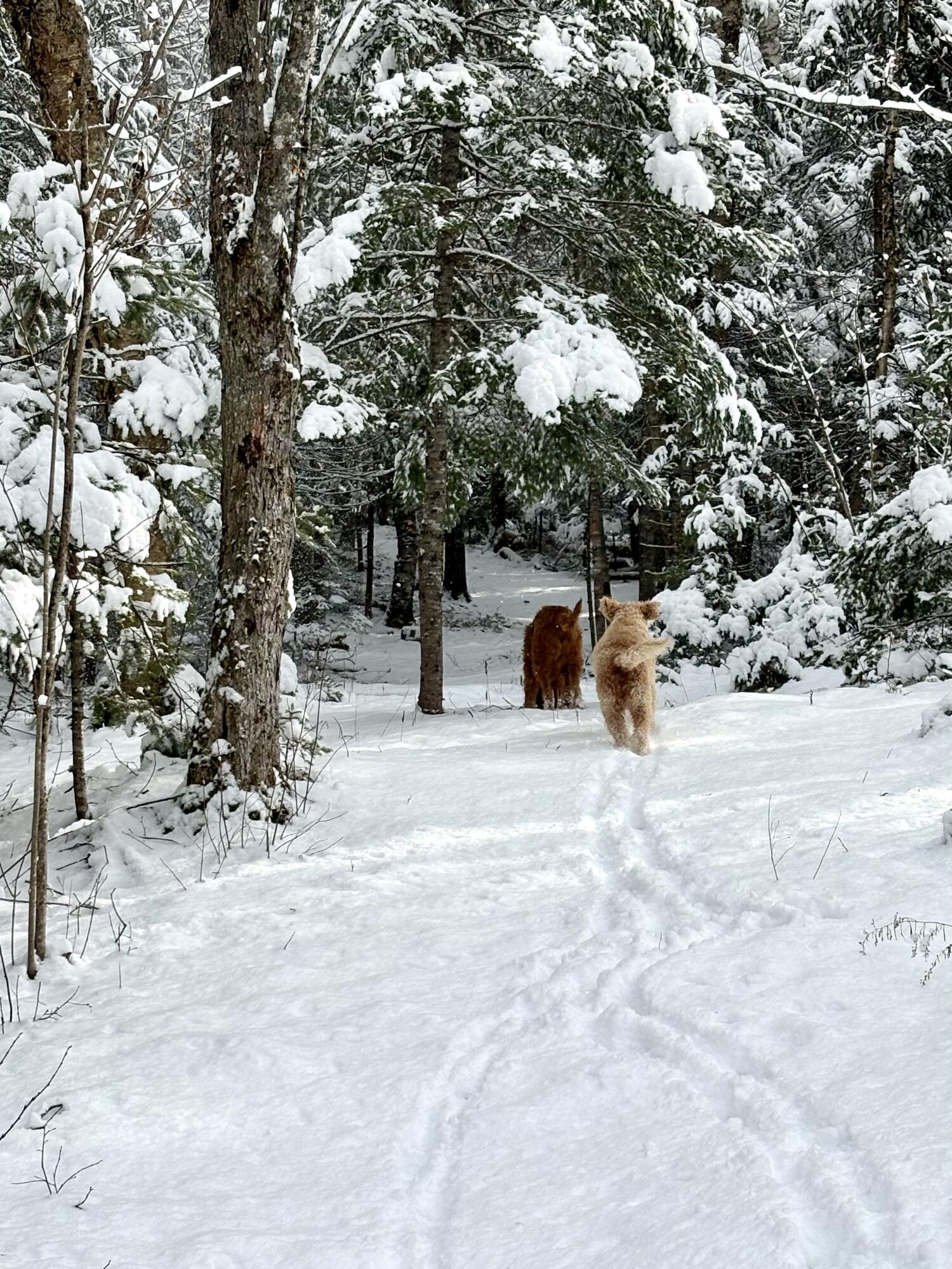 252 Ox Cove Road Pembroke, ME 04666 - Photo 53 of 73 IMG_1190