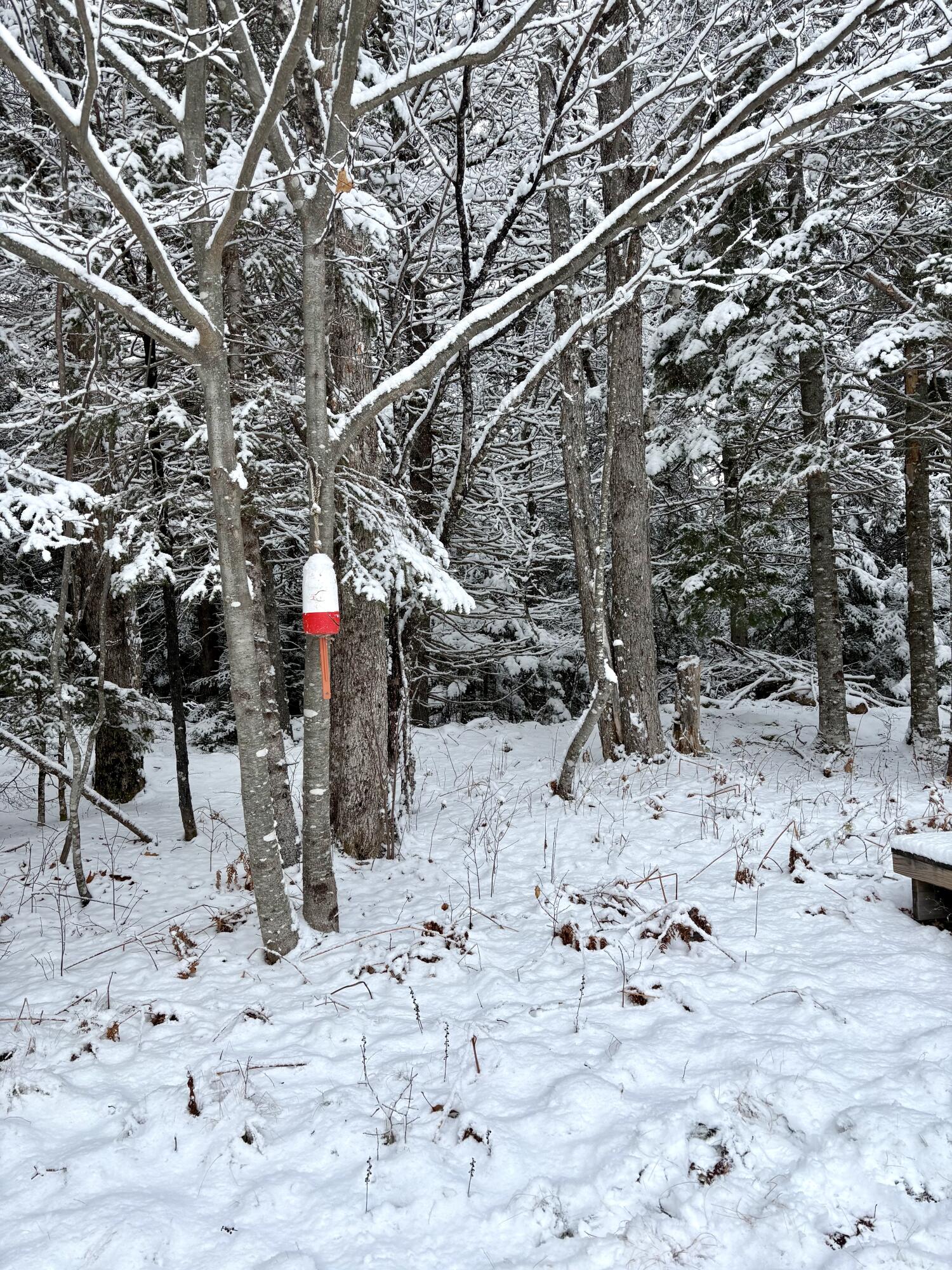 252 Ox Cove Road Pembroke, ME 04666 - Photo 55 of 73 IMG_1195