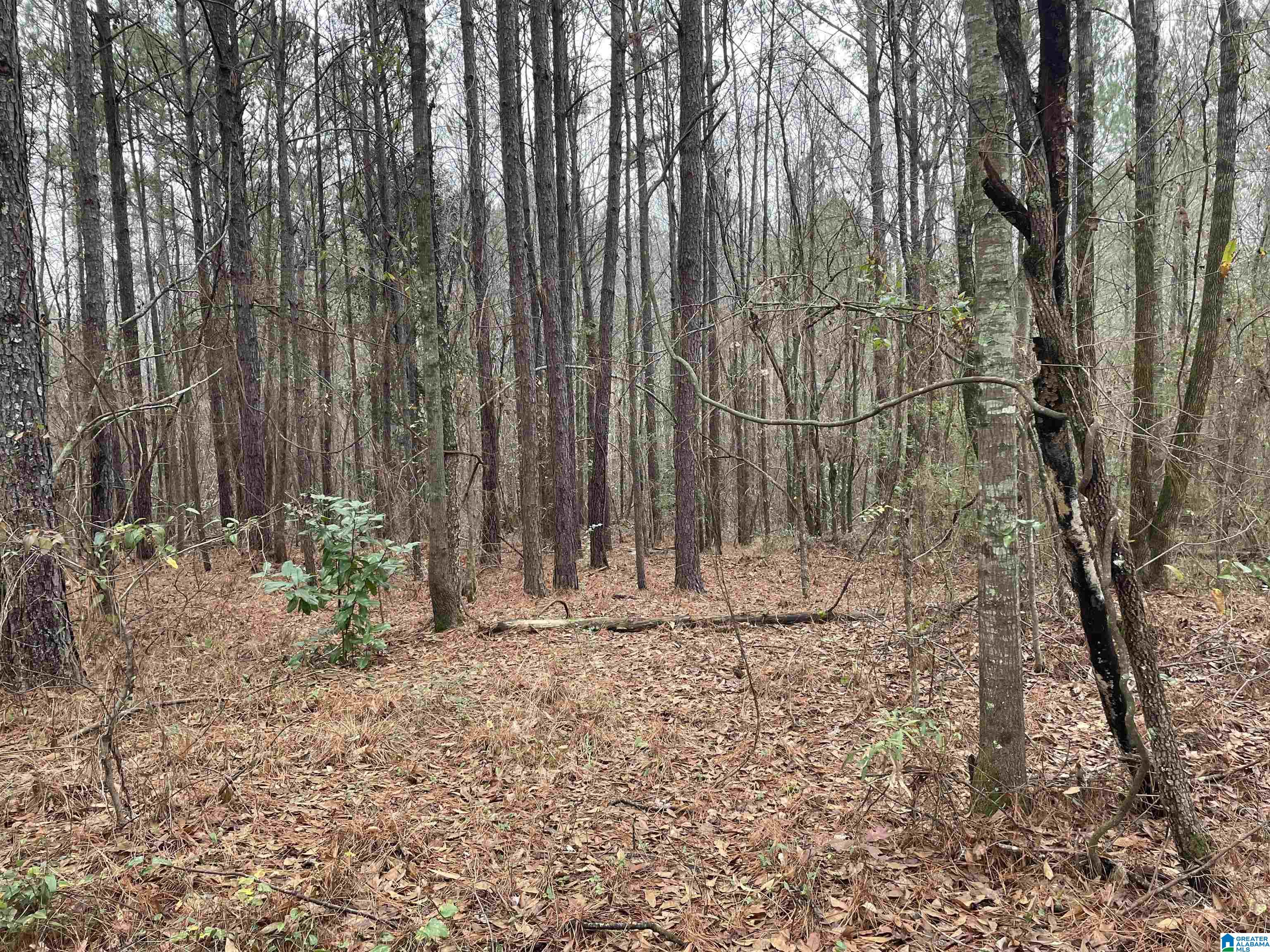 5041 Bryson Road, Unit NA 5041 Dora, AL 35062 - Photo 6 of 8