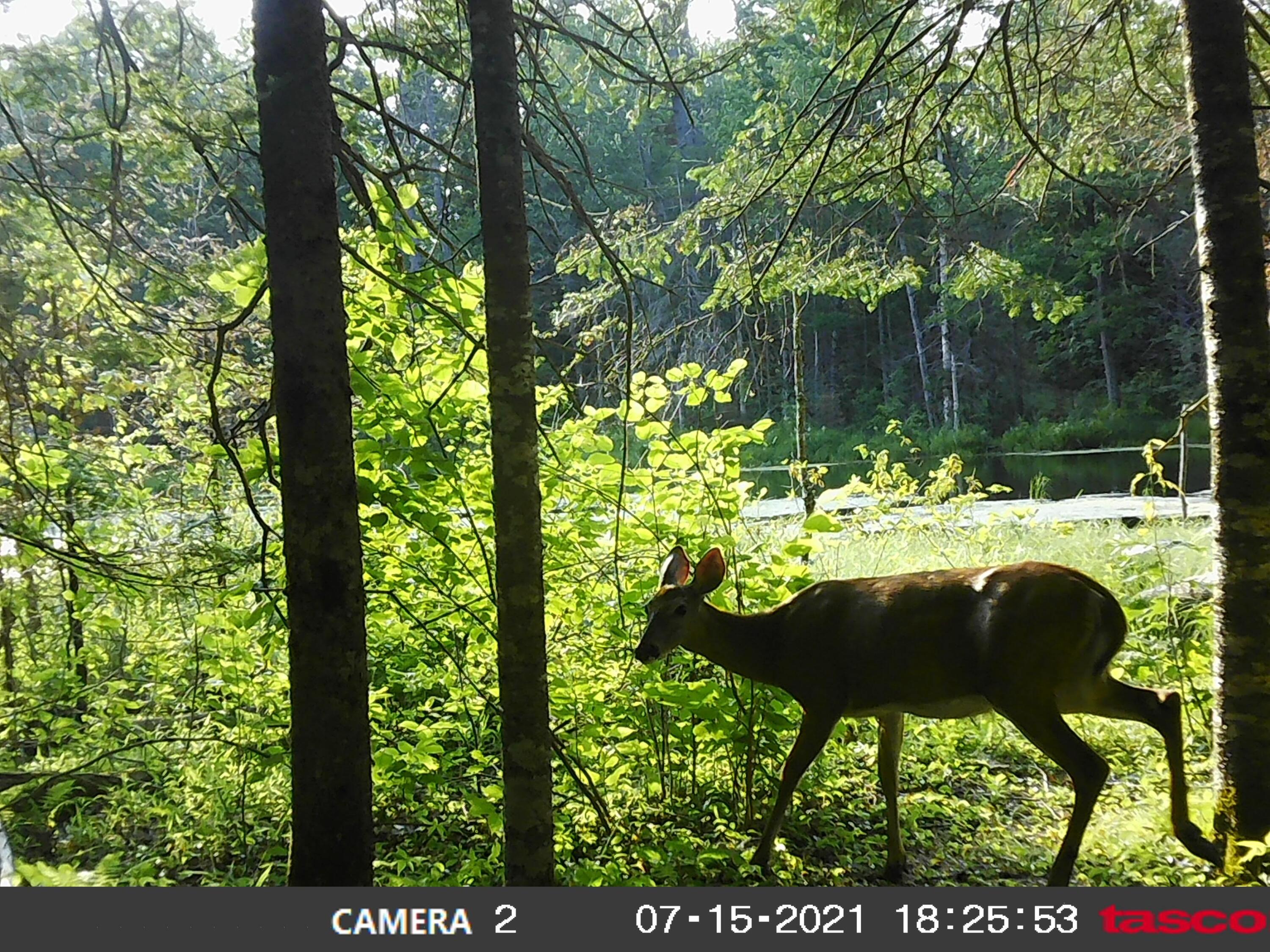 Lot 5 Stream Road Vienna, ME 04360 - Photo 19 of 20 6c77a11c-7750-40c3-825d-42d94fad66a9-1_a