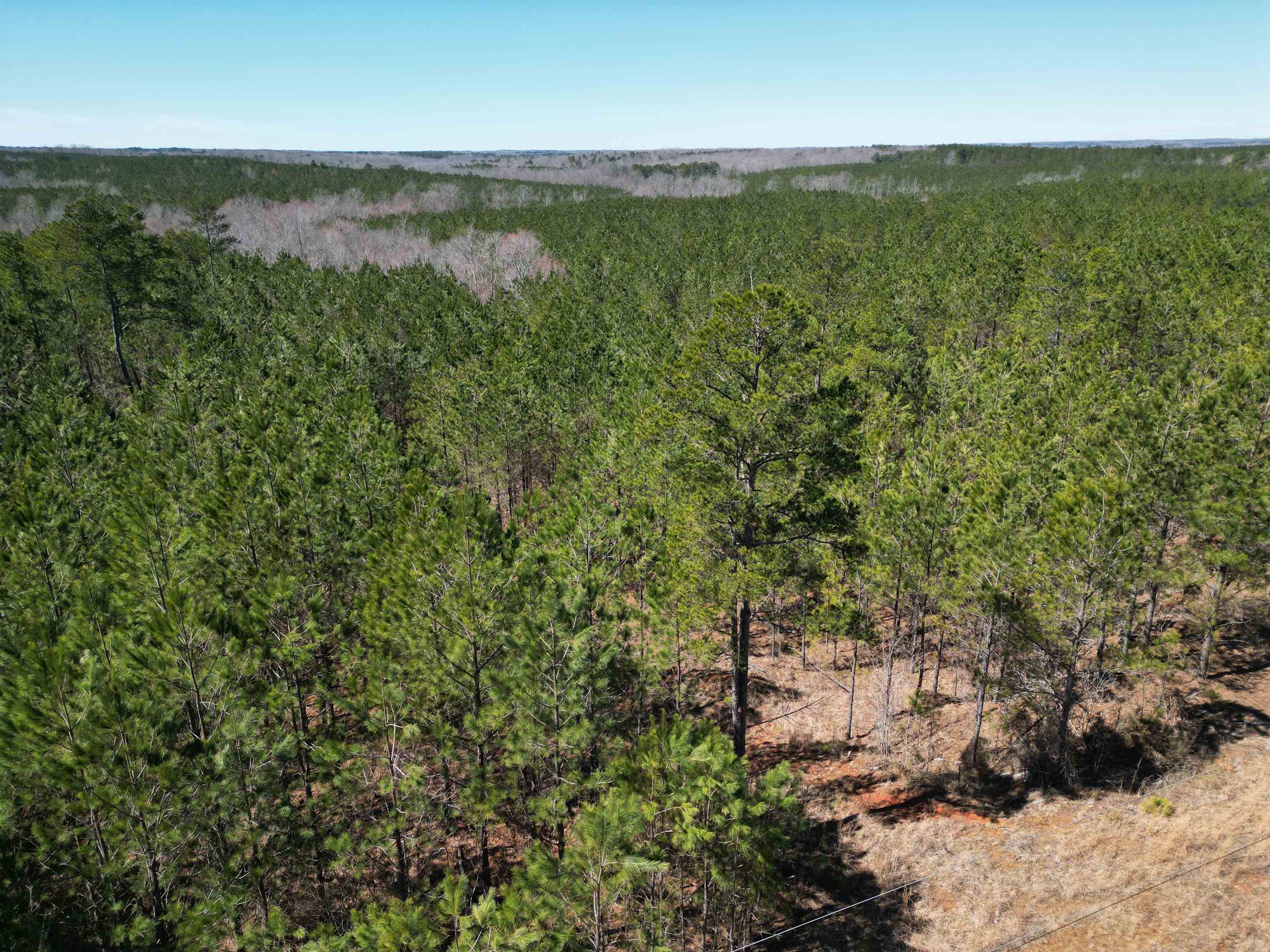 20 King Road Medon, TN 38356 - Photo 3 of 17 View of local wilderness featuring a view of trees