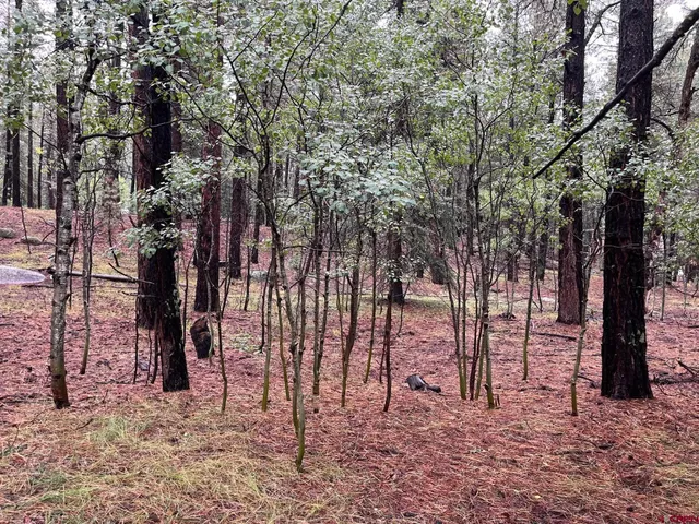 a view of outdoor space with lots of trees