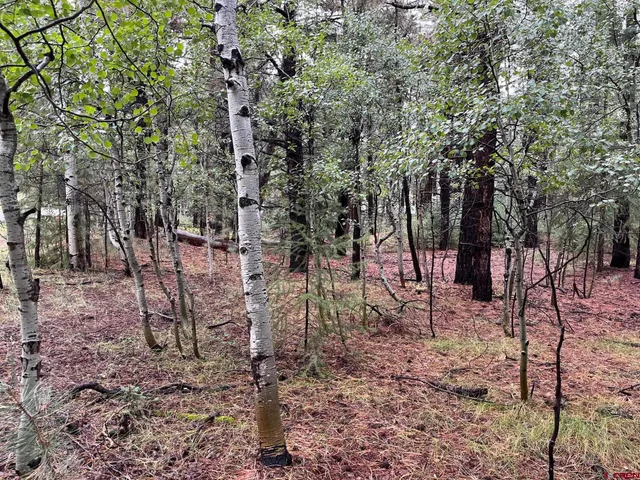 a view of a forest with trees