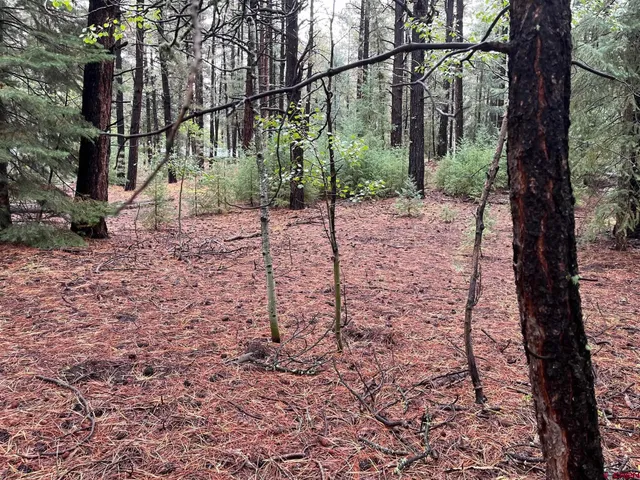a view of a yard with plants and trees