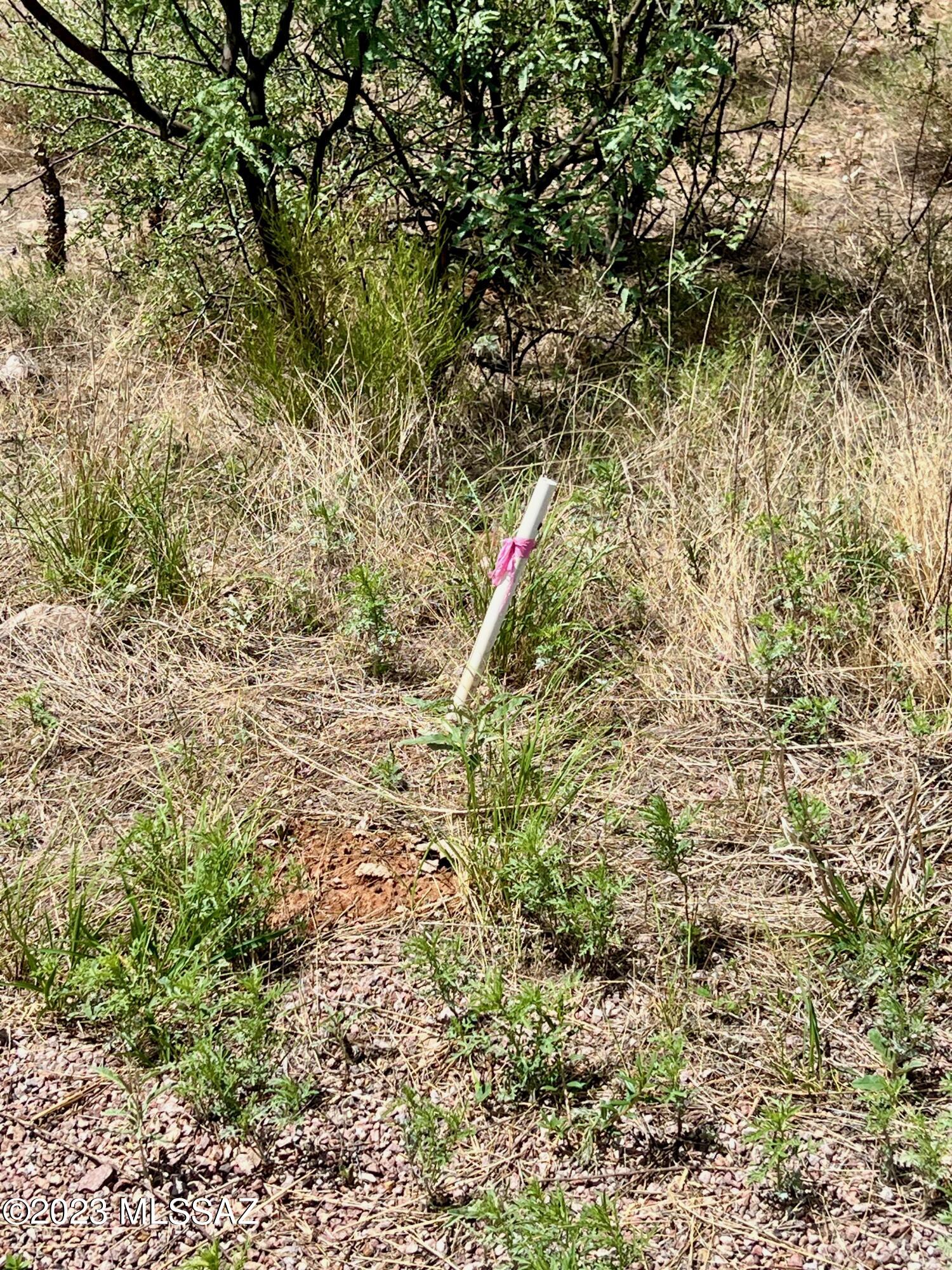1199 Circulo Golfo, Unit 64 Rio Rico, AZ 85648 - Photo 9 of 29 a picture of a tree