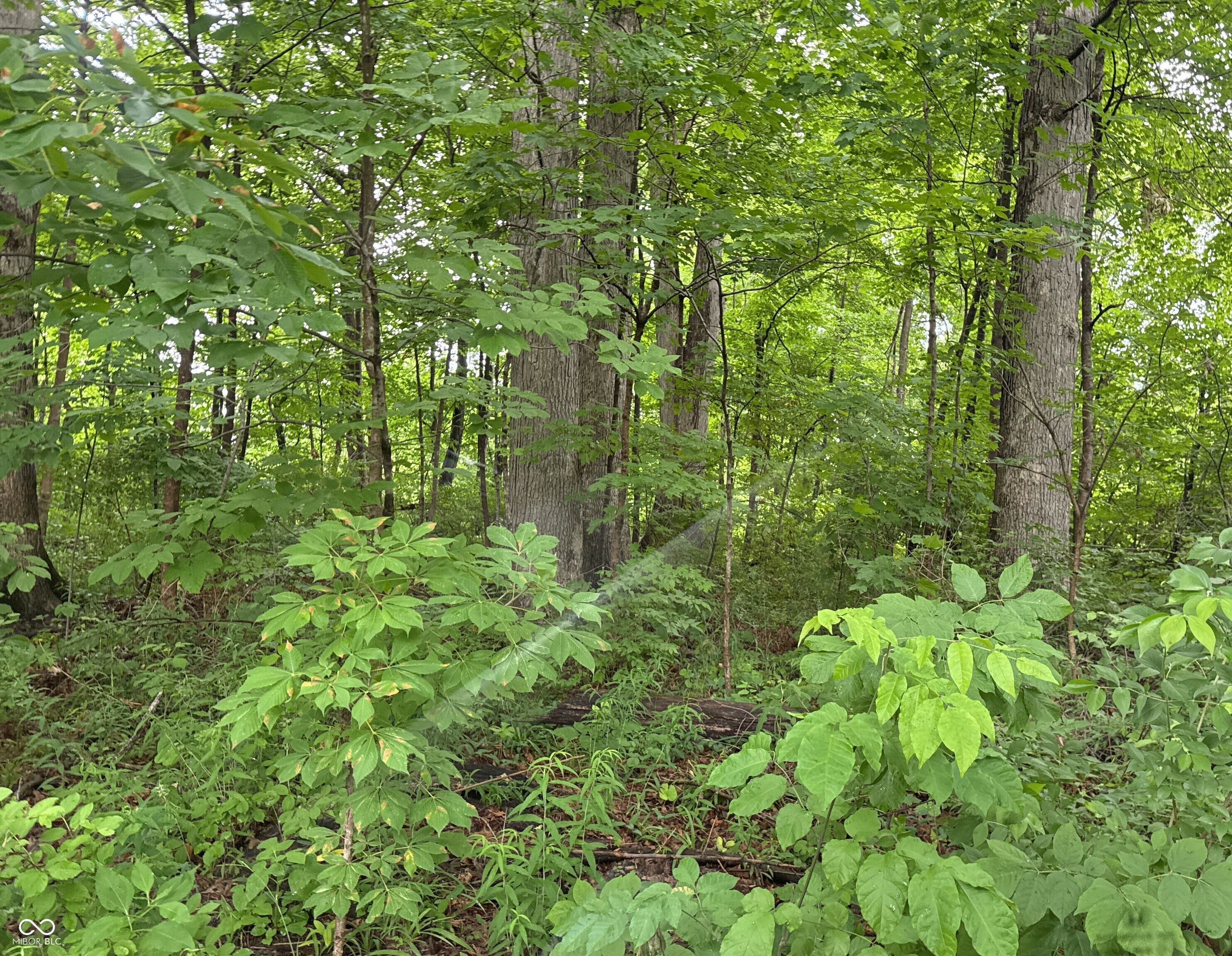 304 Cleveland Street Beech Grove, IN 46107 - Photo 2 of 6