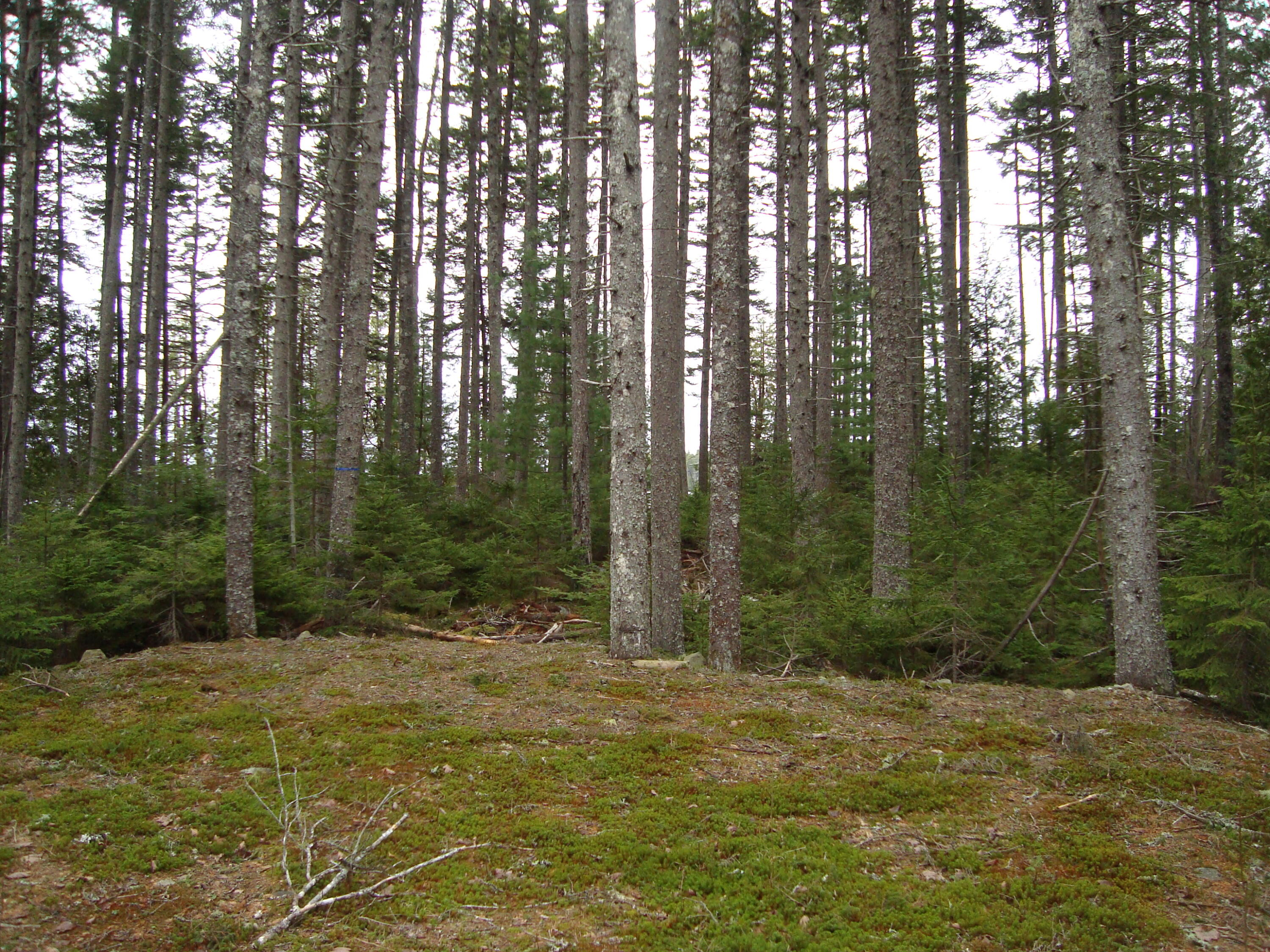 Lot G Birch Pt Road Cooper, ME 04657 - Photo 13 of 13 DSC02947