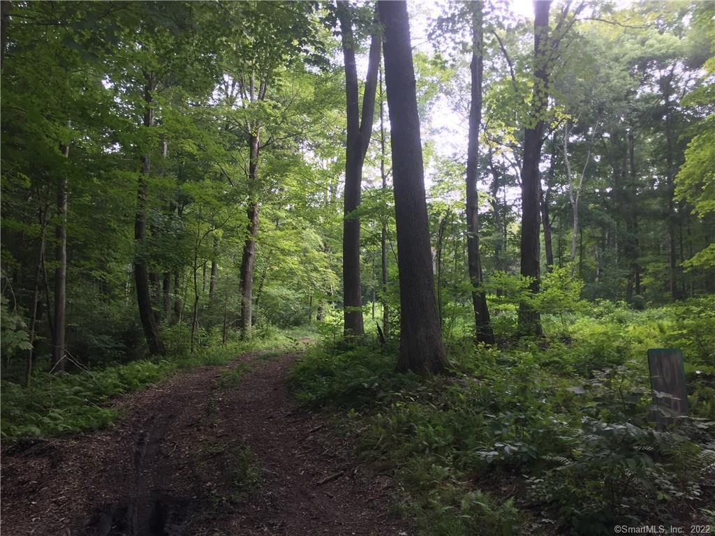 a view of a forest with trees