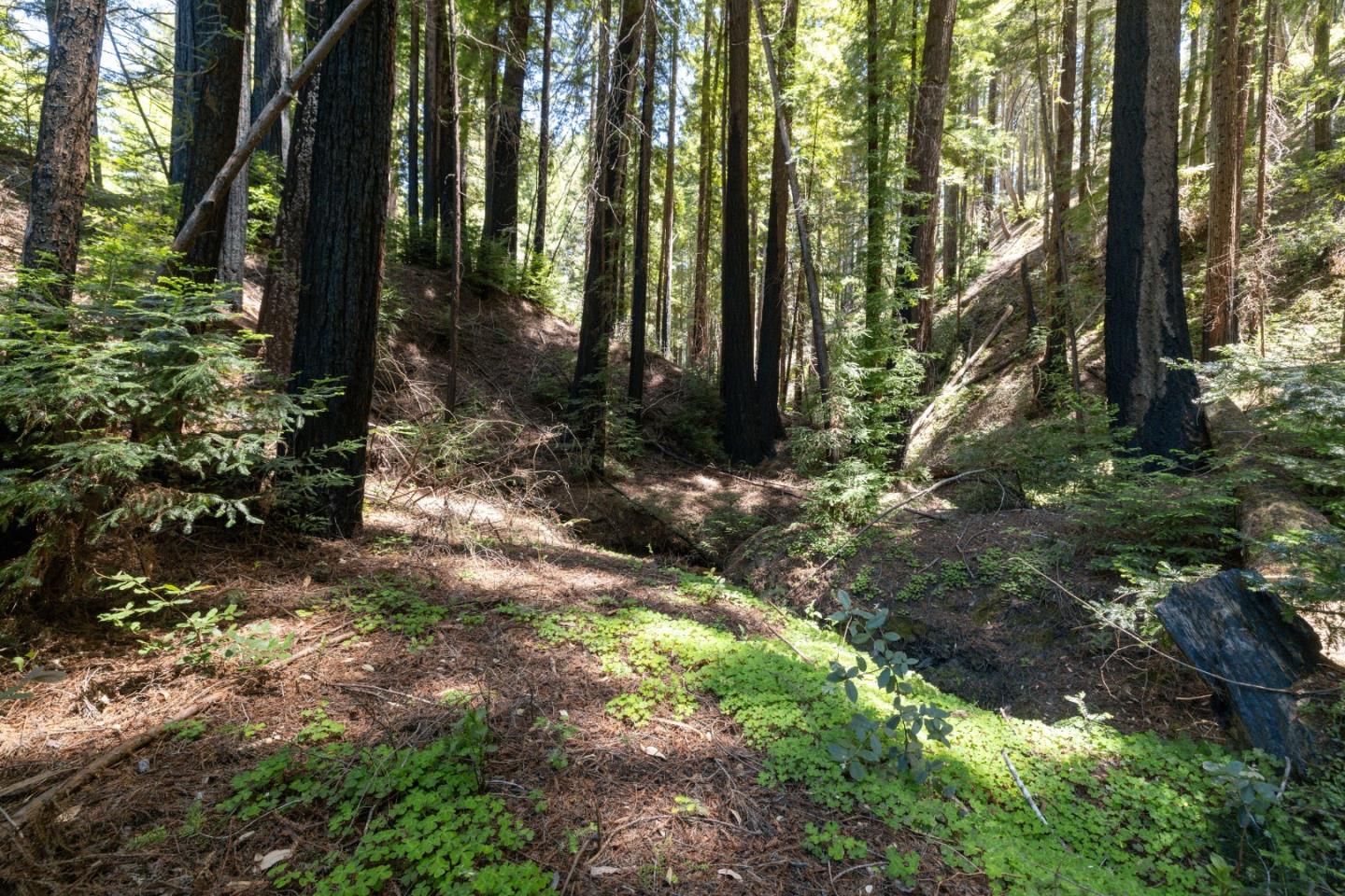 Lot 17 Branson Ranch Boulder Creek, CA 95006 - Photo 15 of 45 a backyard of a house with lots of green space