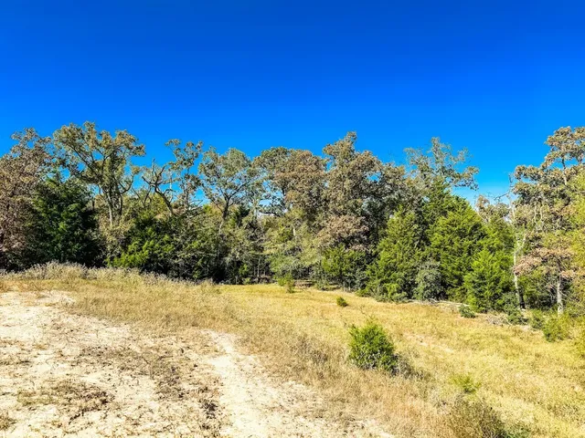 a view of a yard with a tree