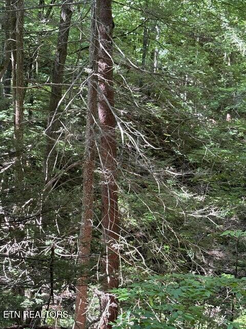 Lot 4 Old Furnace Road Tellico Plains, TN 37385 - Photo 7 of 13 7