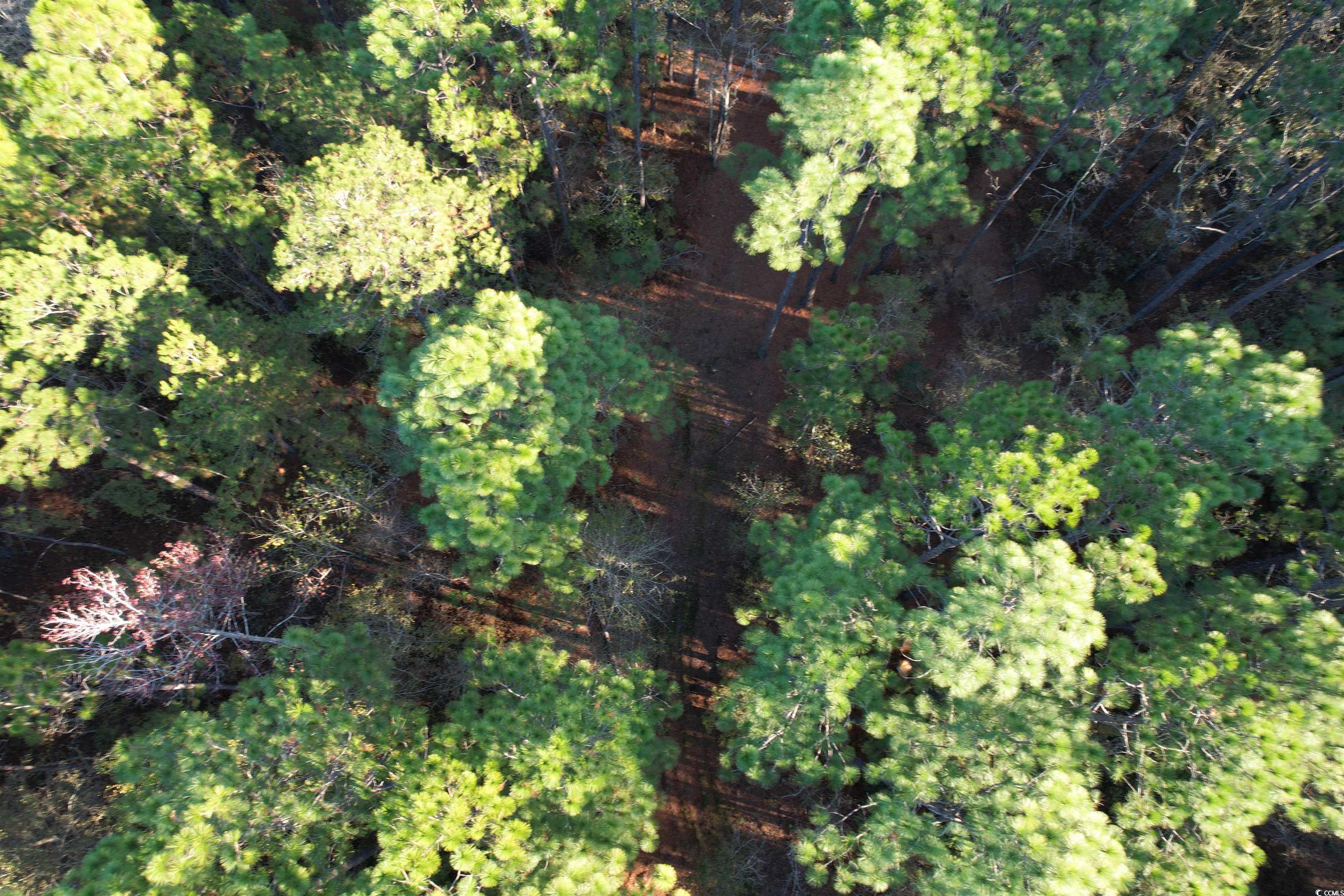 Tbd Tbd Roper Woods Road Lake City, SC 29560 - Photo 3 of 9