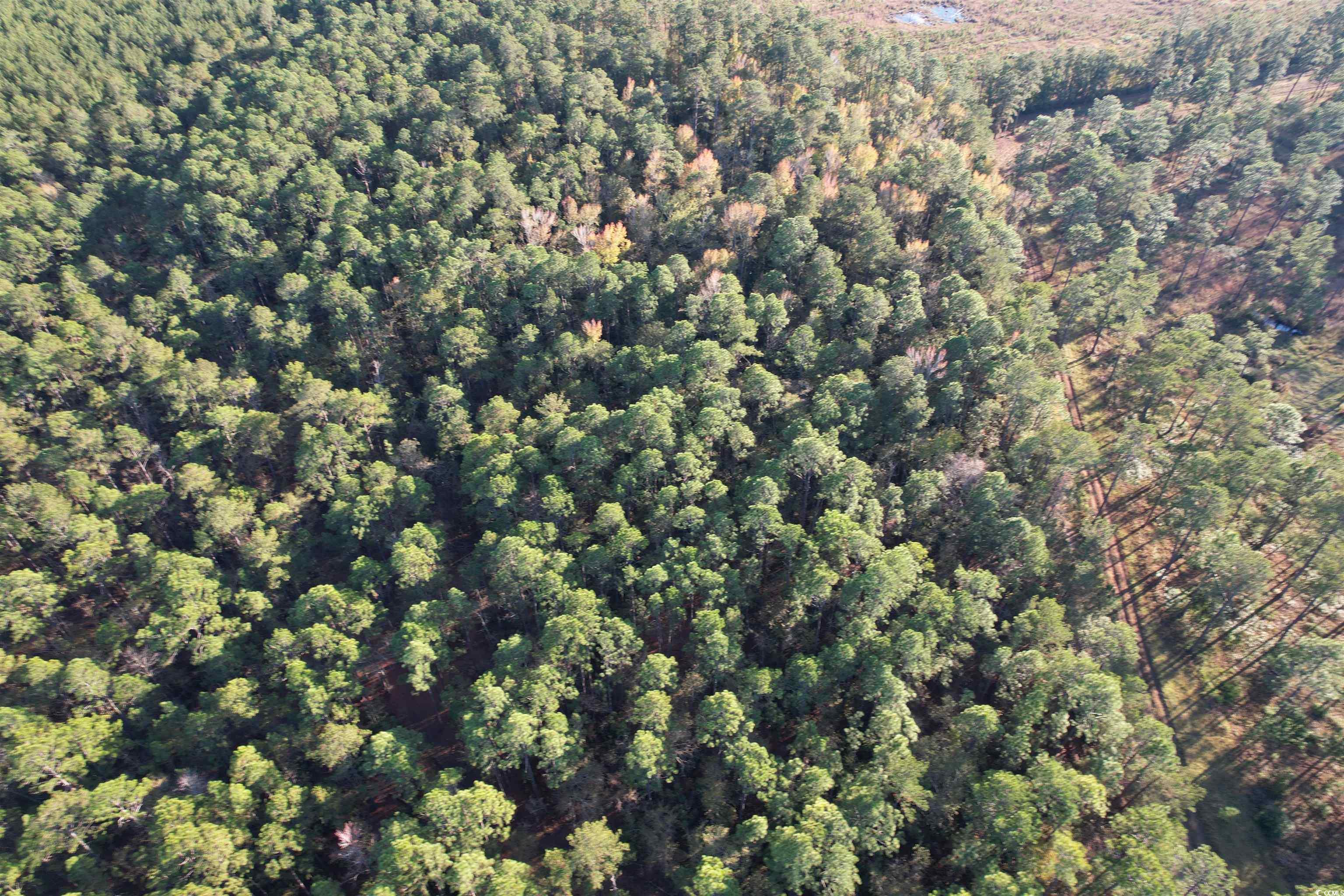 Tbd Tbd Roper Woods Road Lake City, SC 29560 - Photo 5 of 9