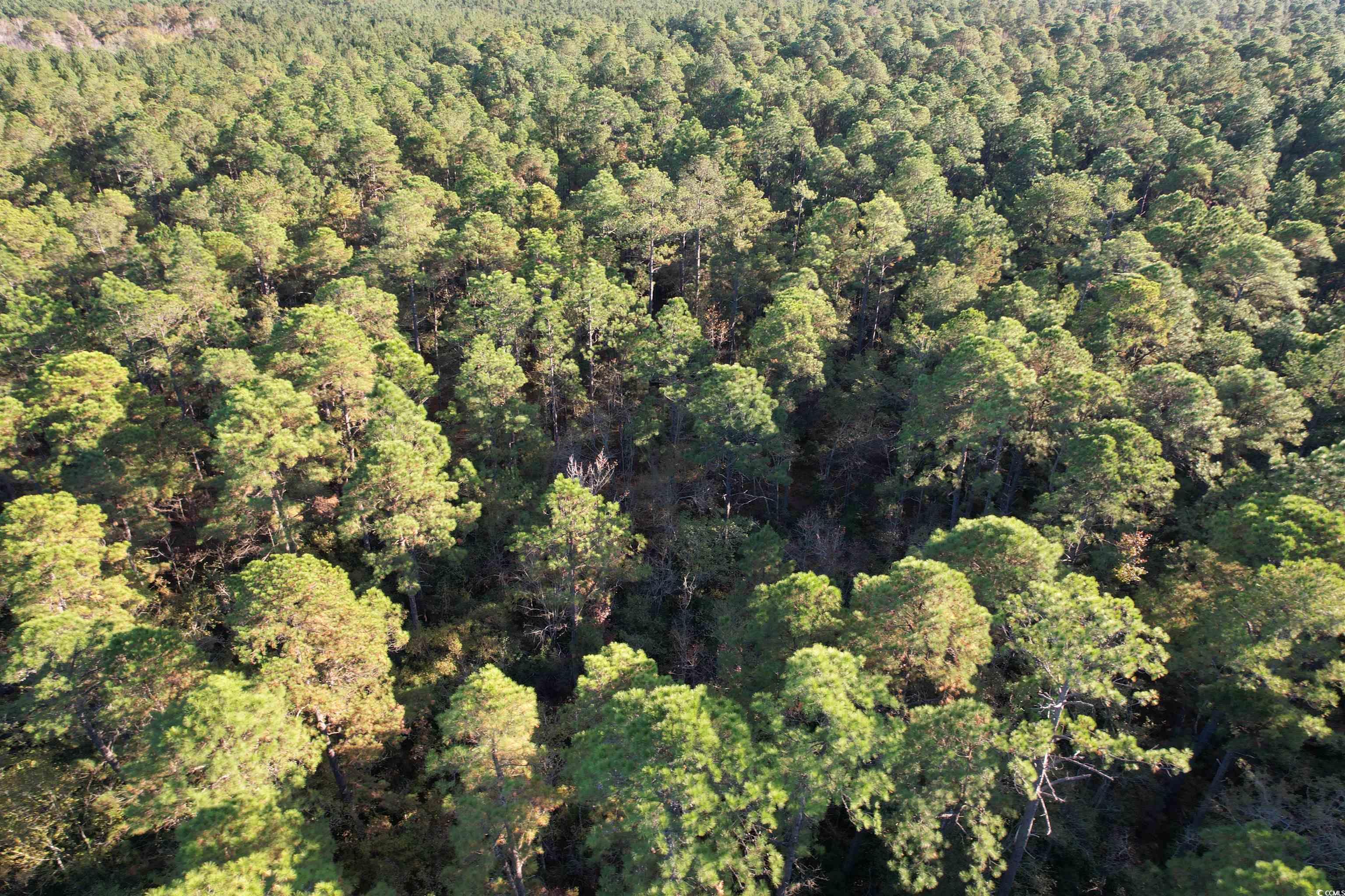Tbd Tbd Roper Woods Road Lake City, SC 29560 - Photo 6 of 9