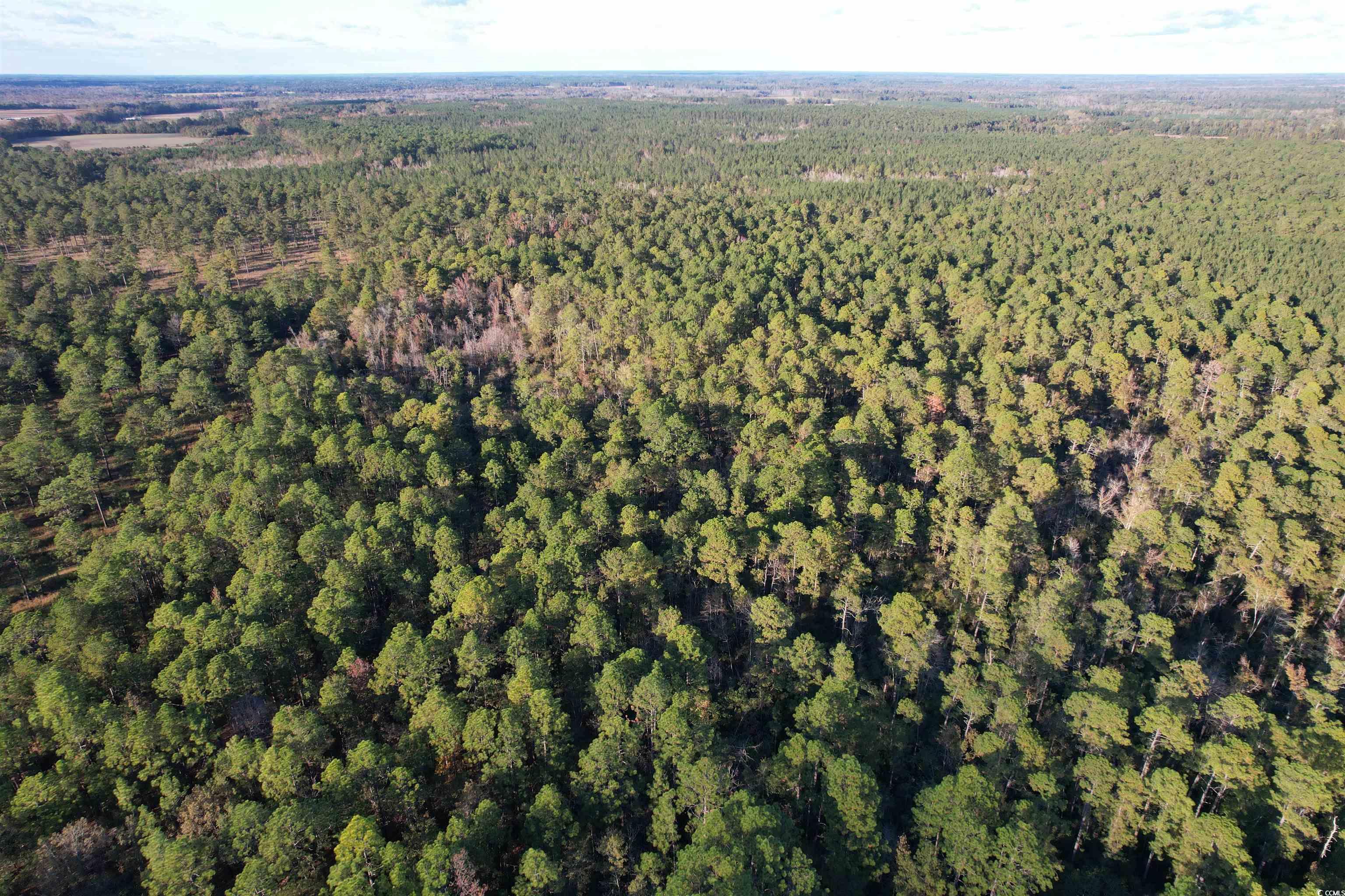 Tbd Tbd Roper Woods Road Lake City, SC 29560 - Photo 7 of 9