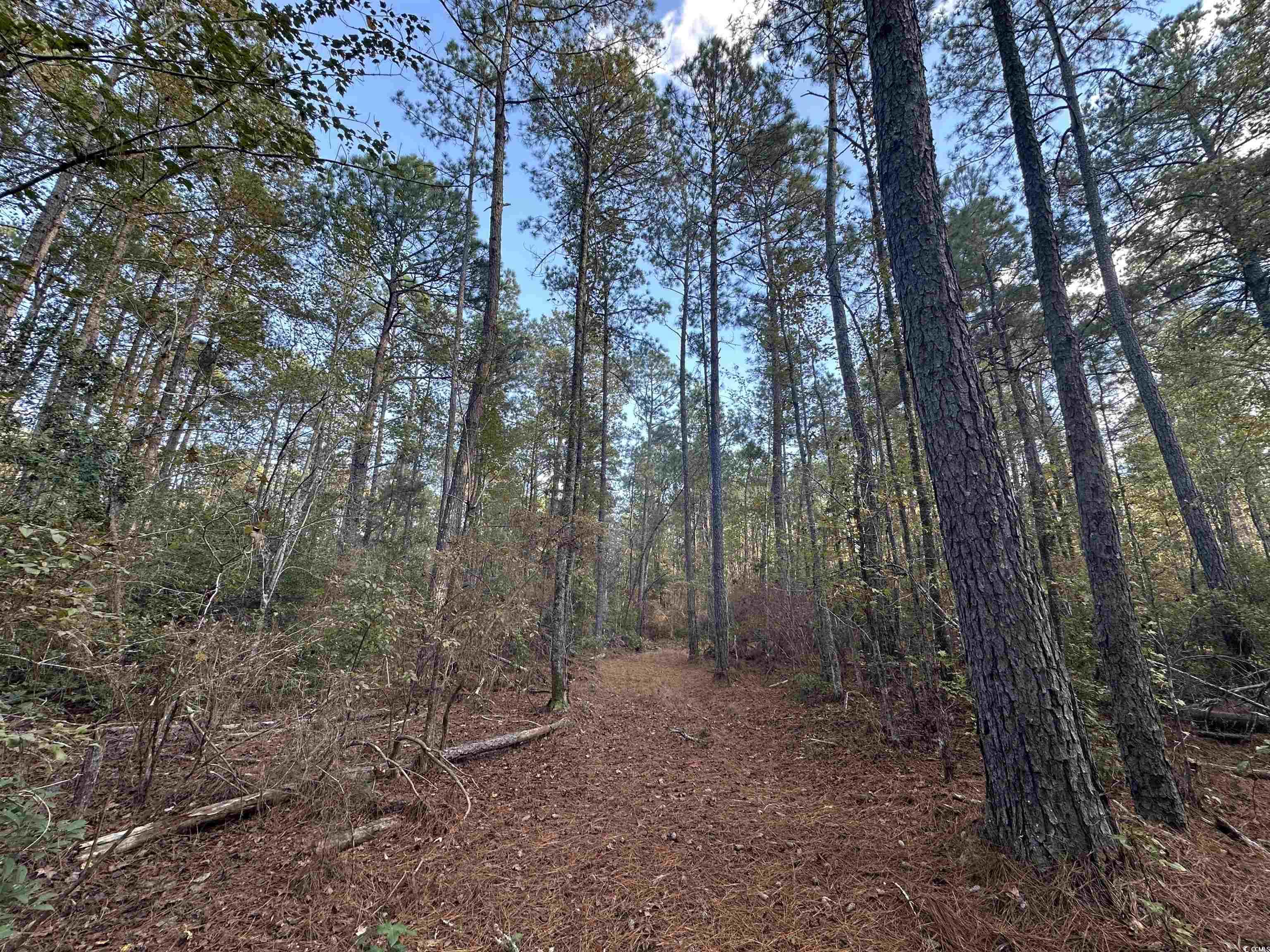 Tbd Tbd Roper Woods Road Lake City, SC 29560 - Photo 8 of 9