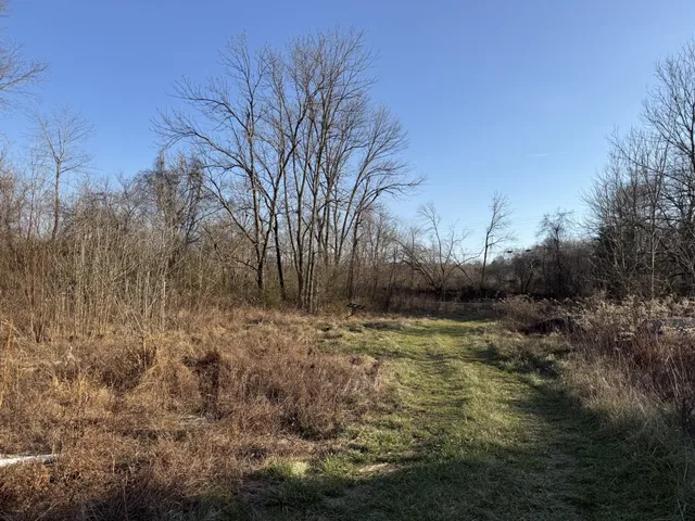a view of a yard with large trees