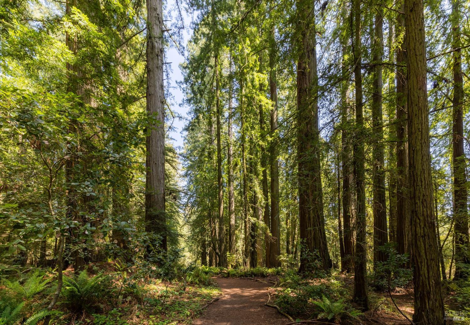 18800 Fitzpatrick Lane Occidental, CA 95465 - Photo 29 of 35