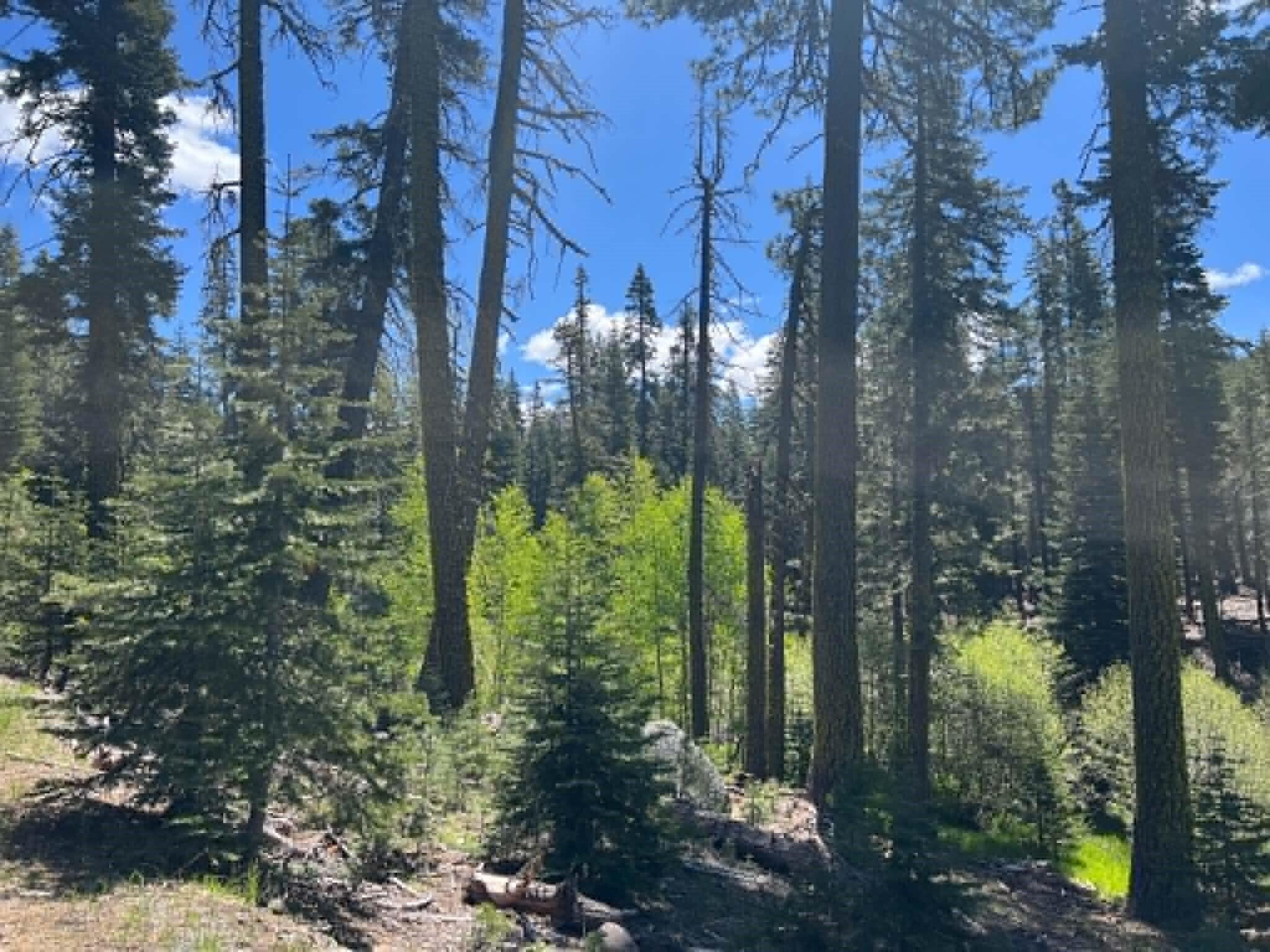 0 Logging Road Shingletown, CA 96088 - Photo 21 of 32 a view of a forest