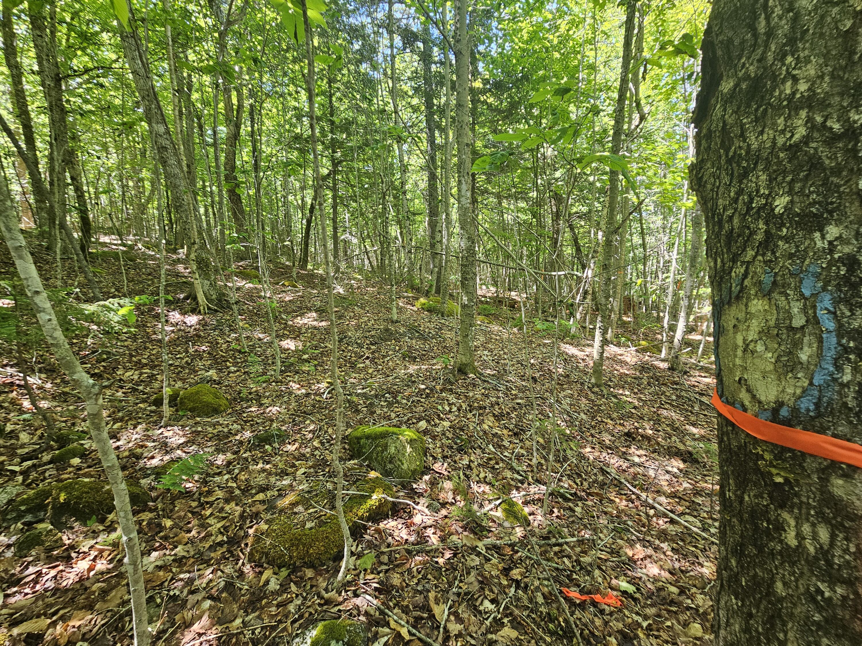 Lot 2 Martins Ridge Road Franklin, ME 04634 - Photo 9 of 12 20260611_133345